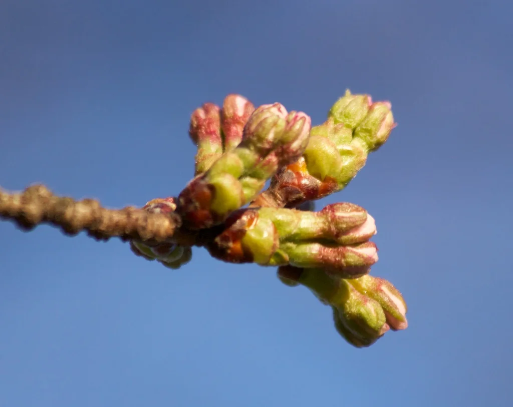 Sakura Watch, April 2, 2012 - Early sakura // cherry blossom buds in High Park!
