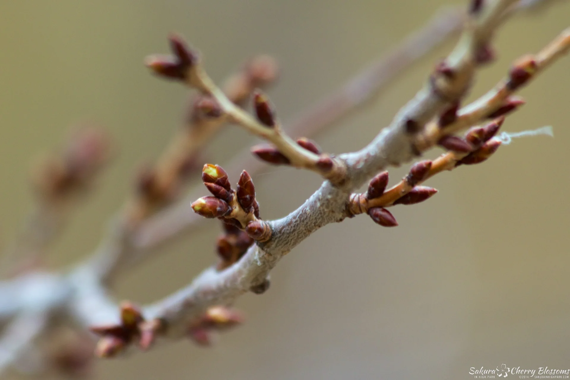 SakuraInHighPark-Apr1314-282.jpg