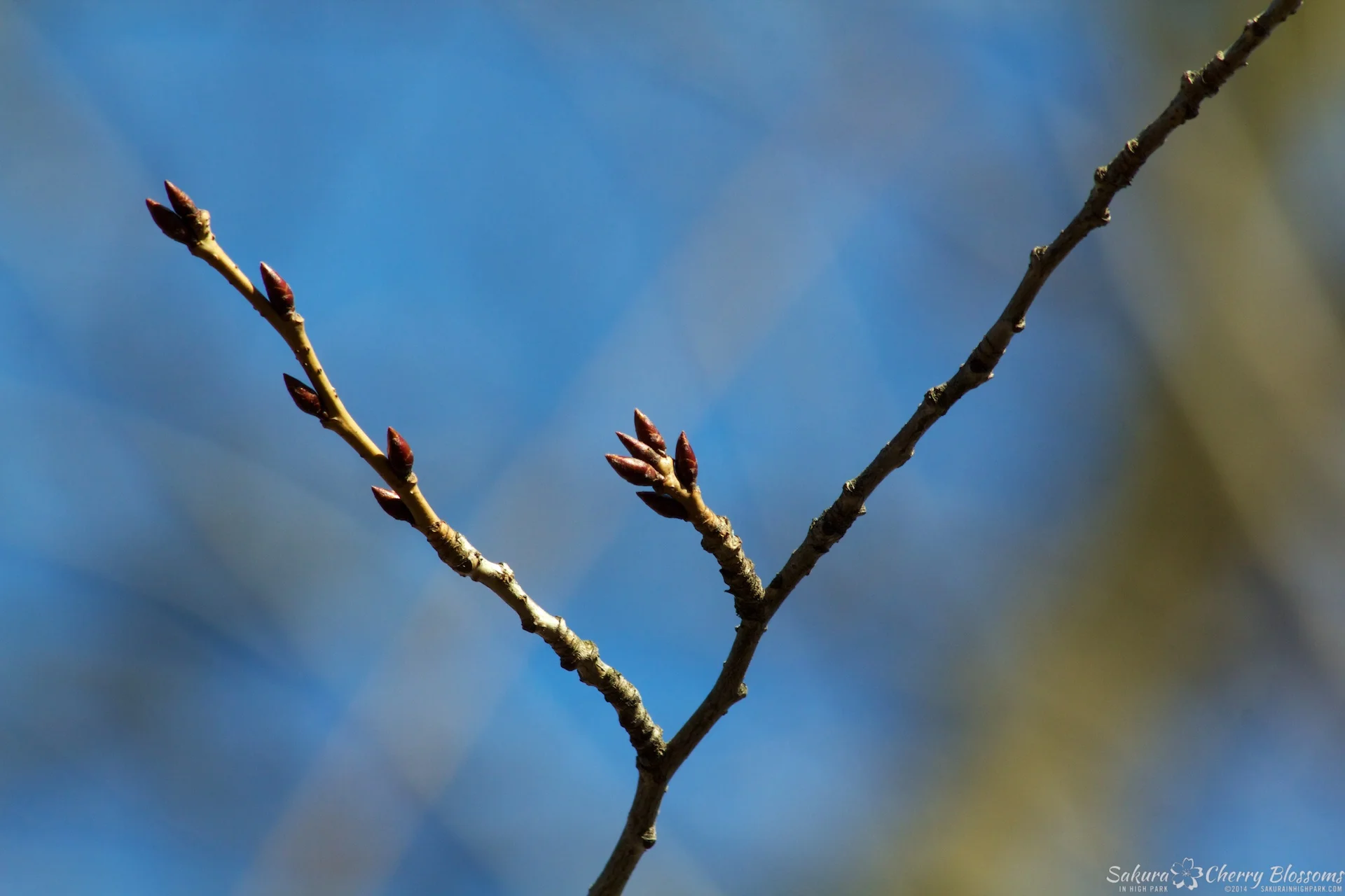 Sakura-HighPark-Apr62014-008.jpg