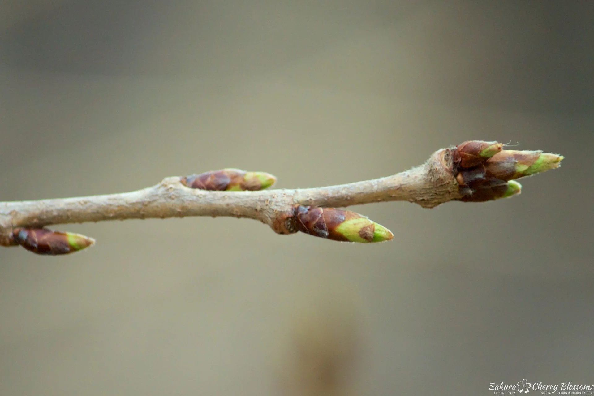 SakuraInHighPark-Apr2114-282.jpg