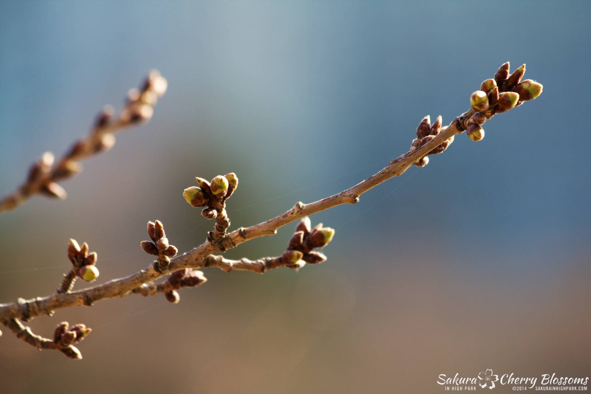 SakuraInHighPark-Apr2614-2921.jpg