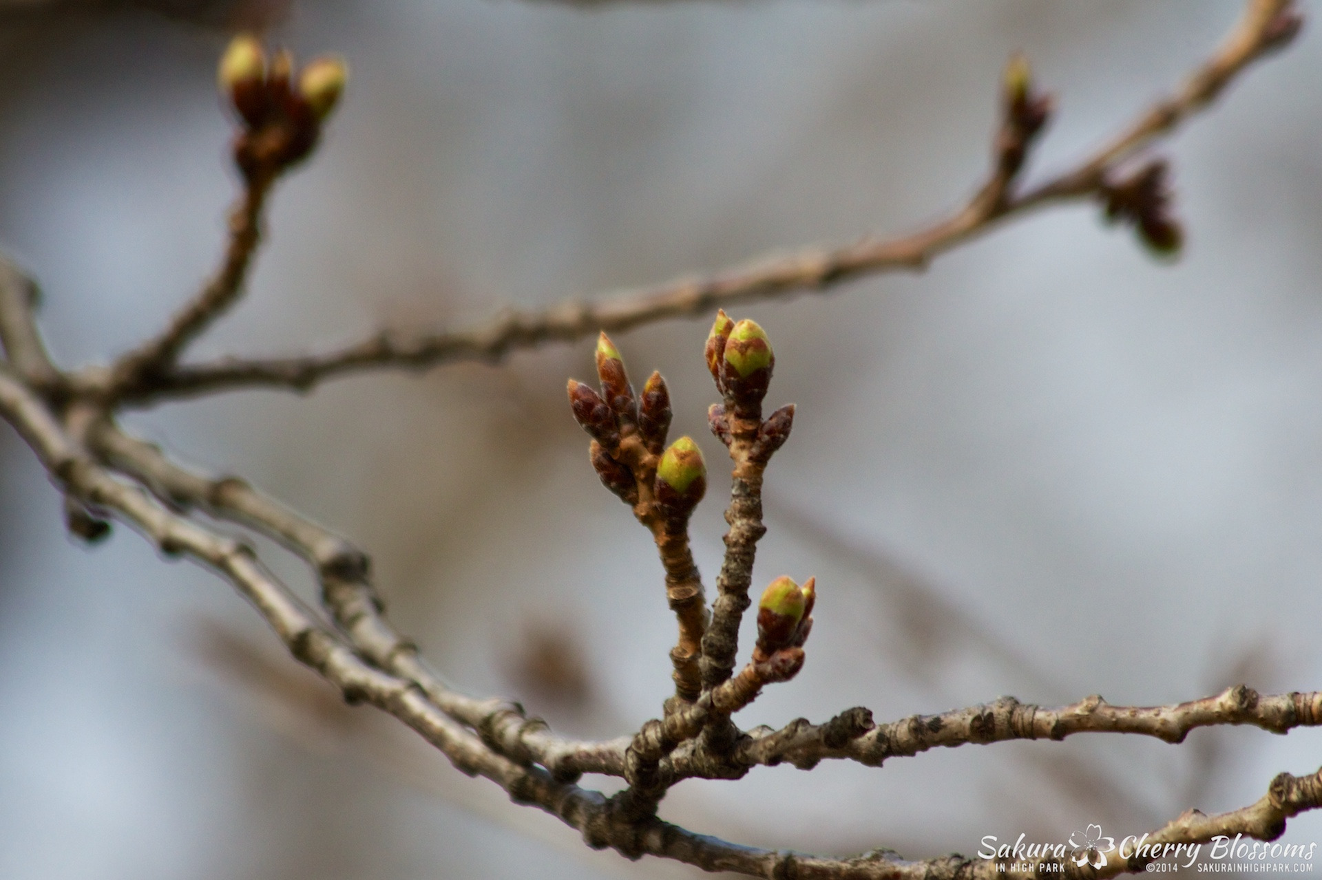 SakuraInHighPark-Apr2614-3111.jpg