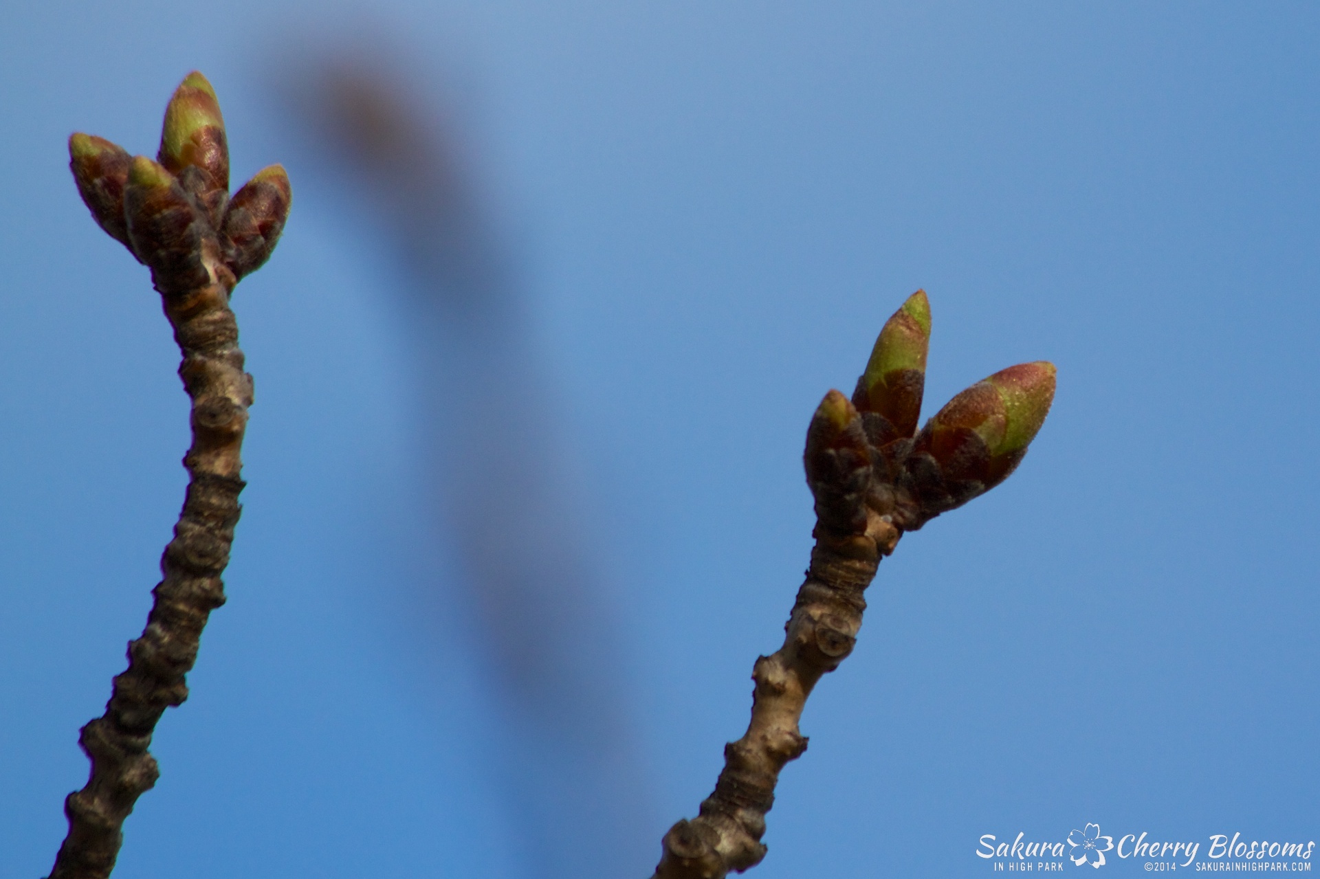 SakuraInHighPark-Apr2614-3421.jpg