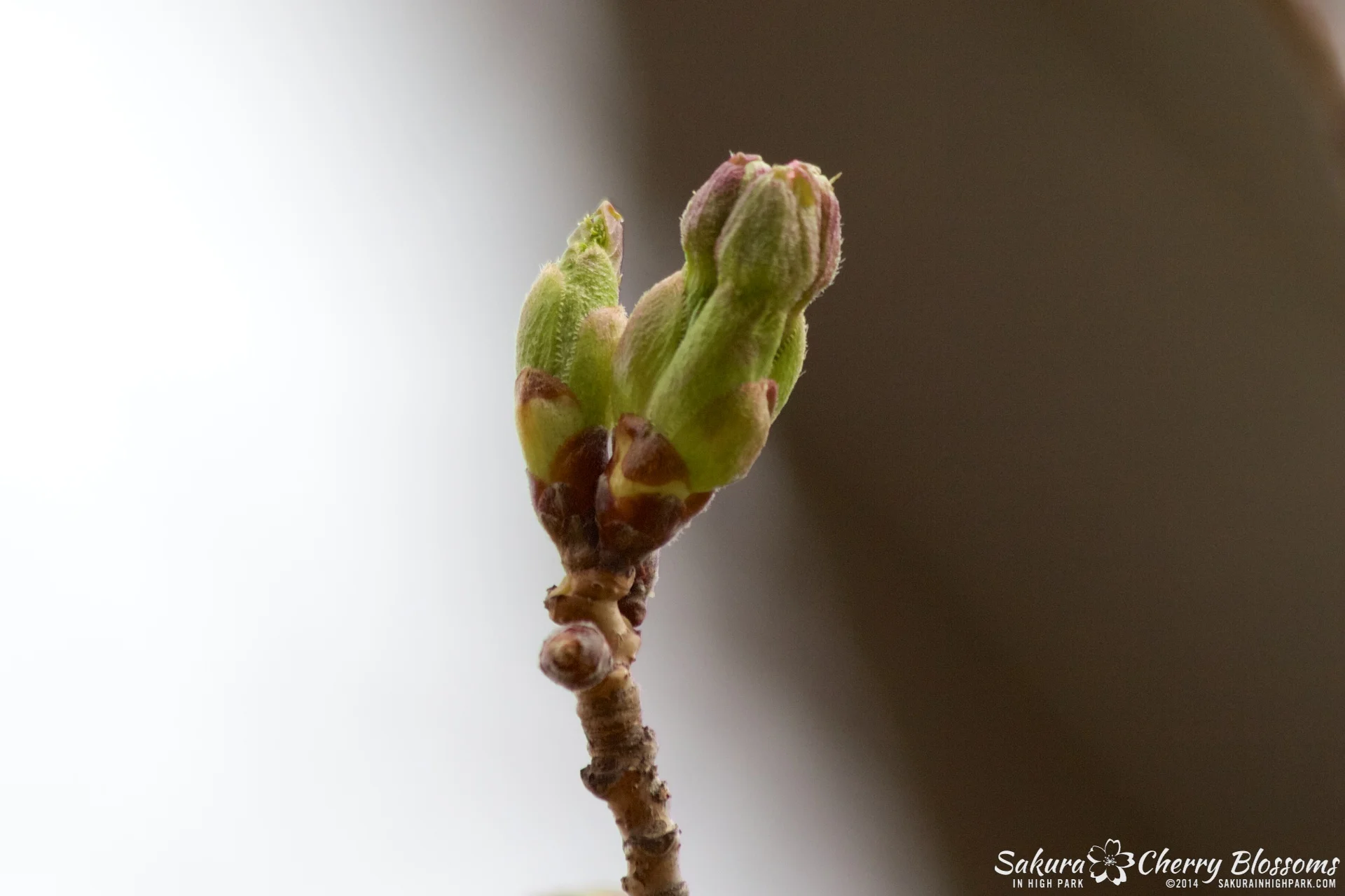 SakuraInHighPark-May0514-267.jpg