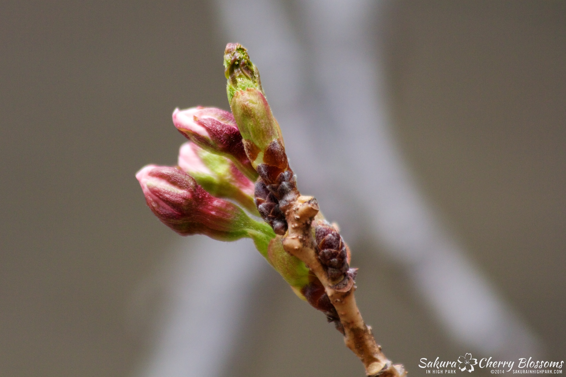 SakuraInHighPark-May0714-317.jpg
