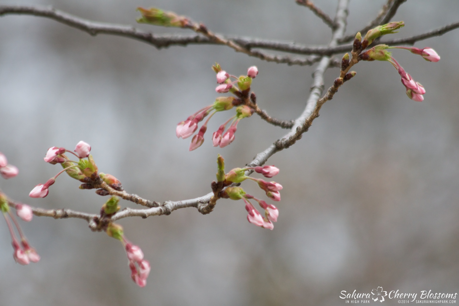 SakuraInHighPark-May0914-439.jpg