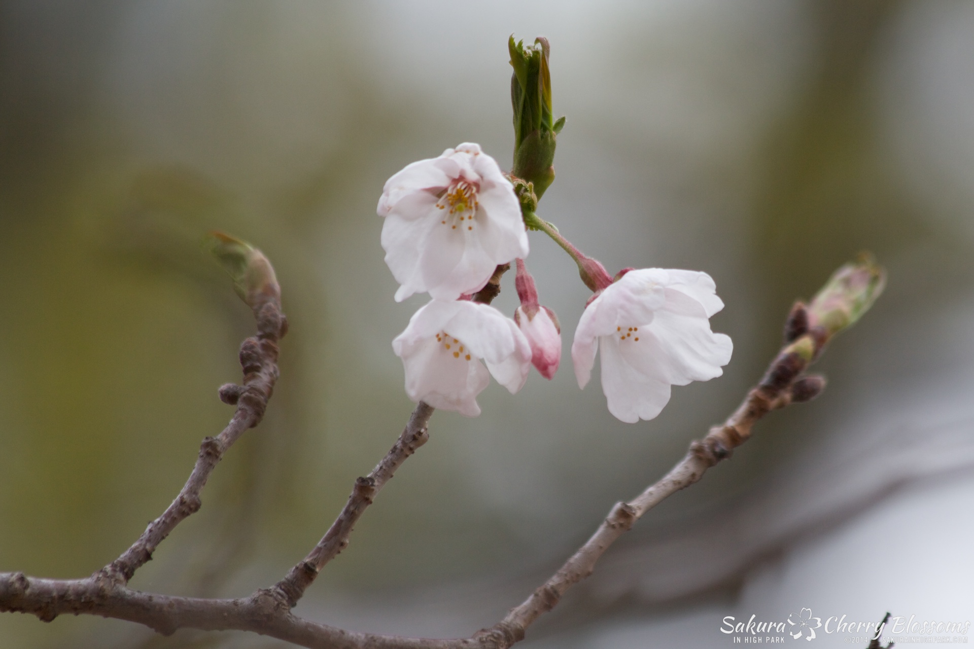 SakuraInHighPark-May0914-418.jpg