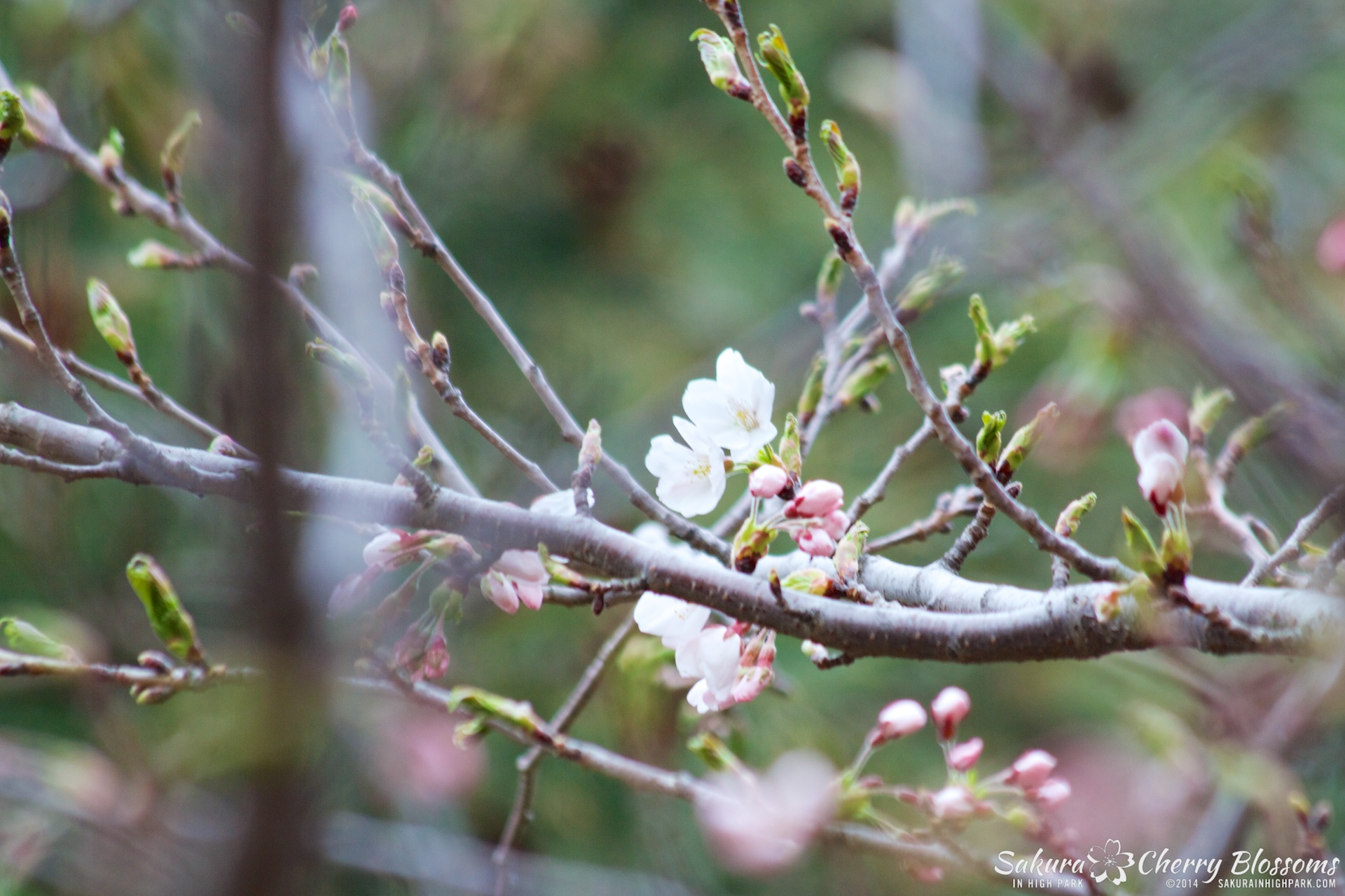 SakuraInHighPark-May0914-410.jpg