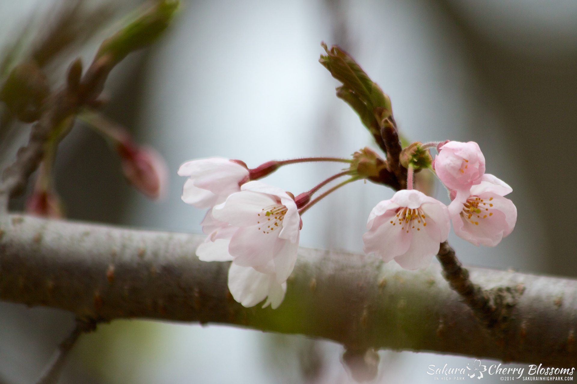 SakuraInHighPark-May0914-389.jpg