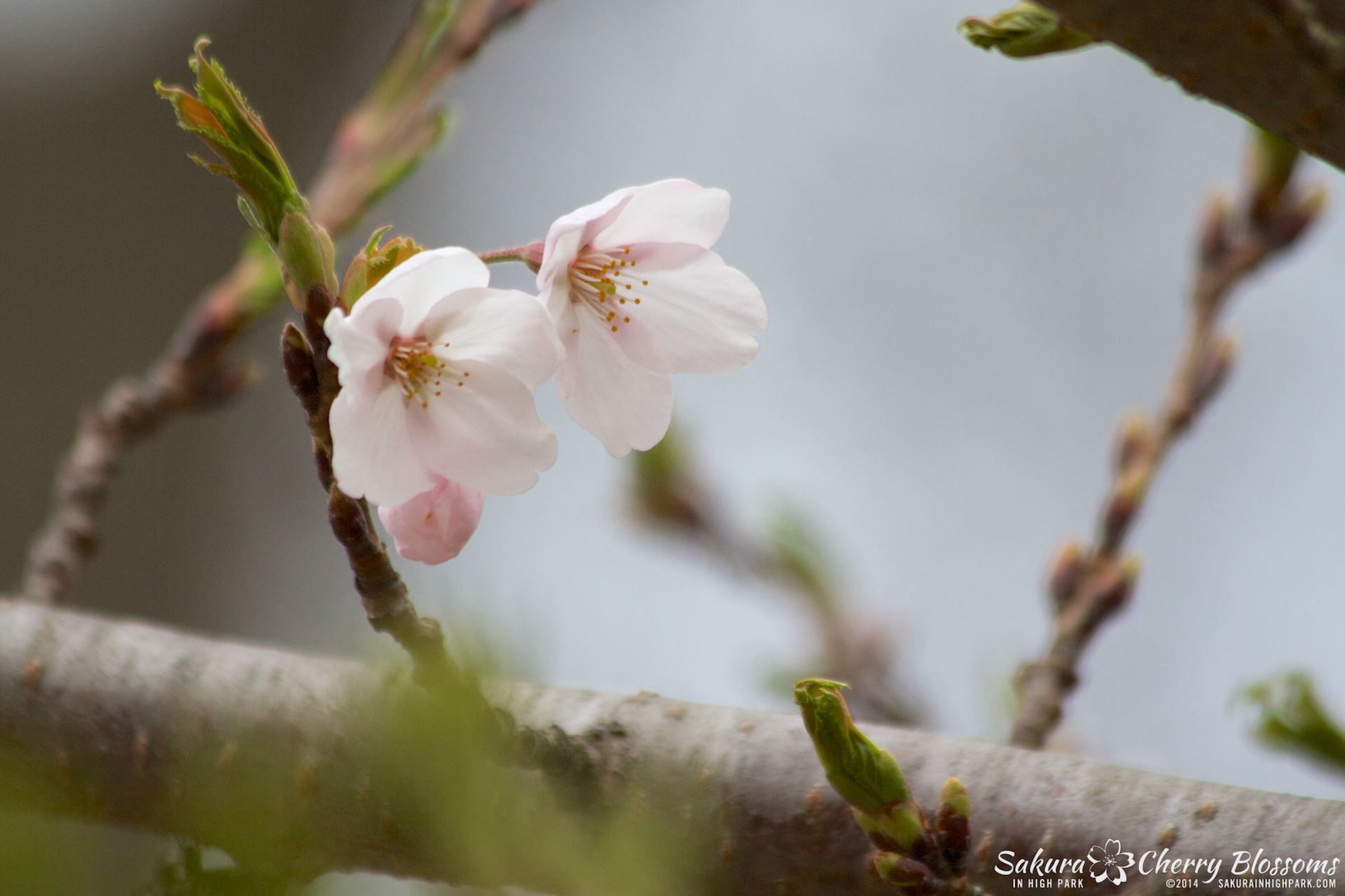 SakuraInHighPark-May0914-388.jpg