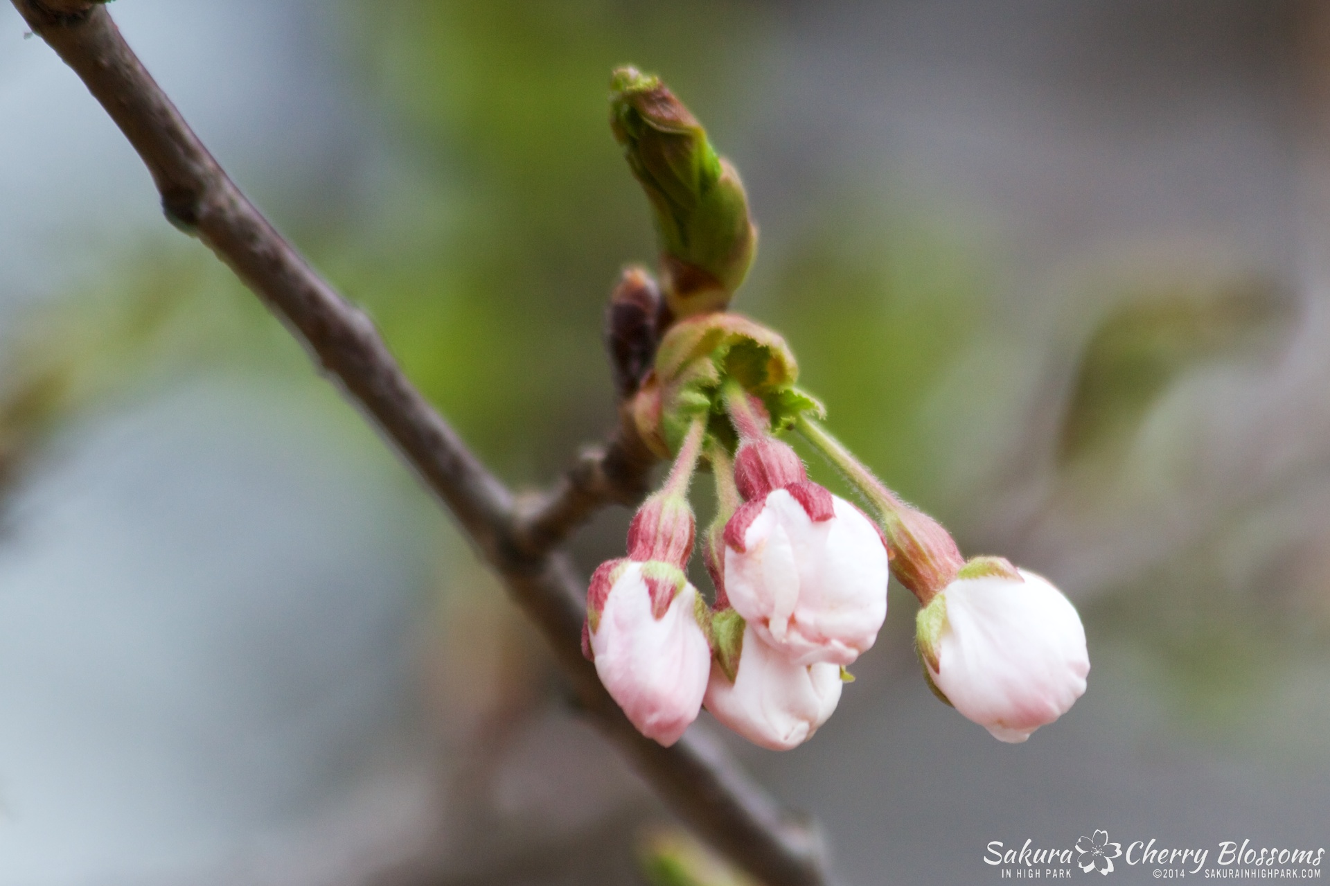 SakuraInHighPark-May0914-360.jpg