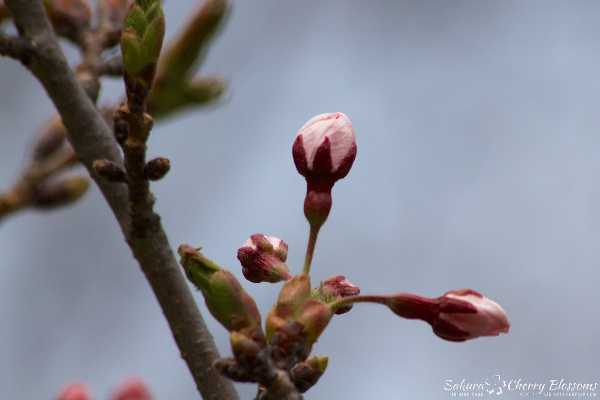 SakuraInHighPark-May0914-353.jpg