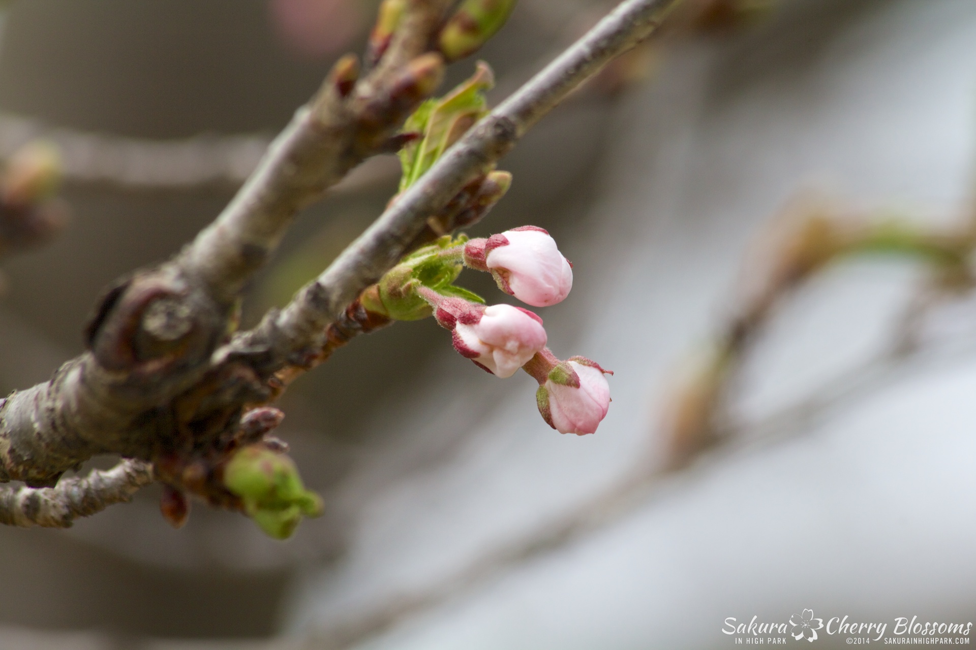 SakuraInHighPark-May0914-345.jpg