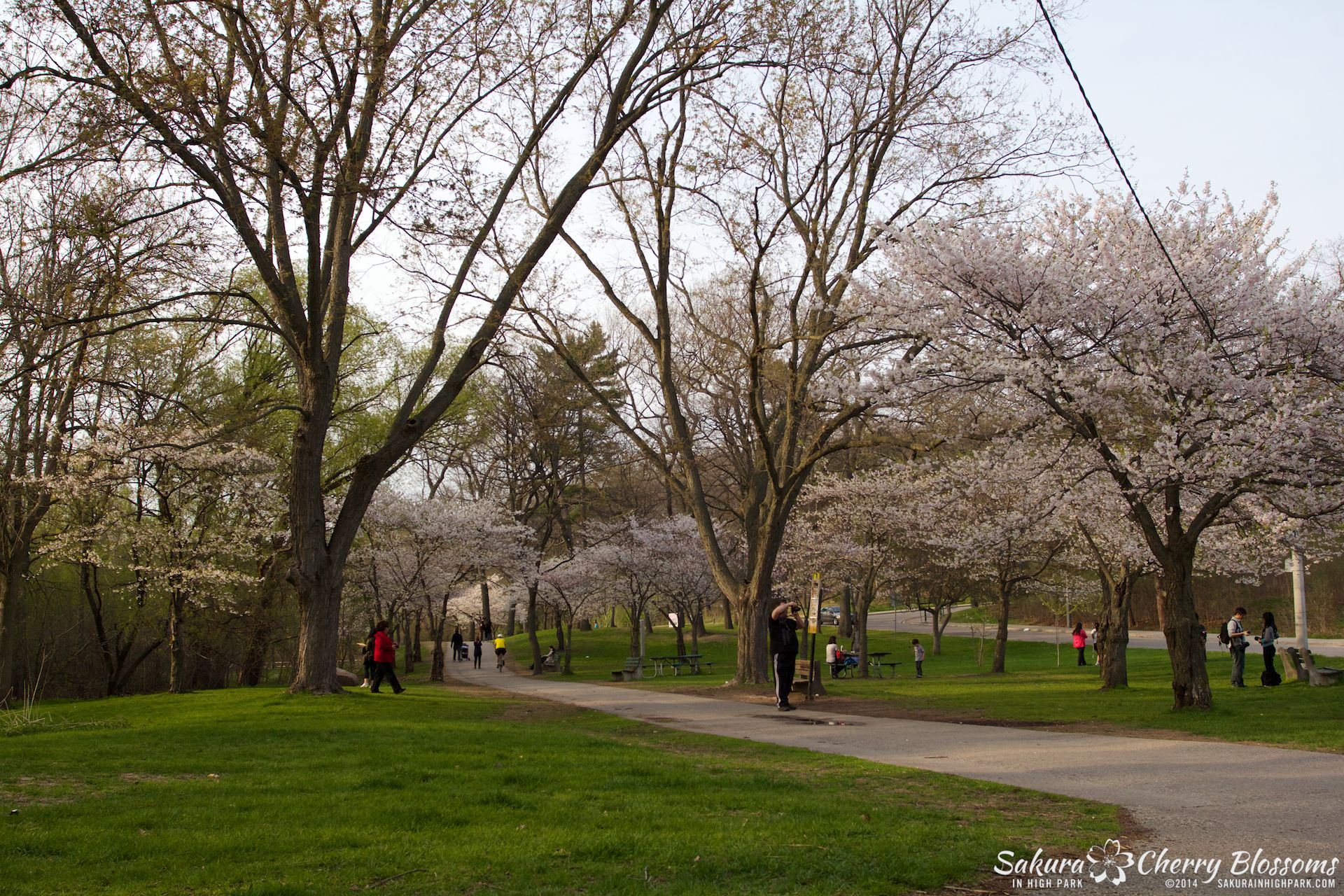 SakuraInHighPark-May1314-391.jpg