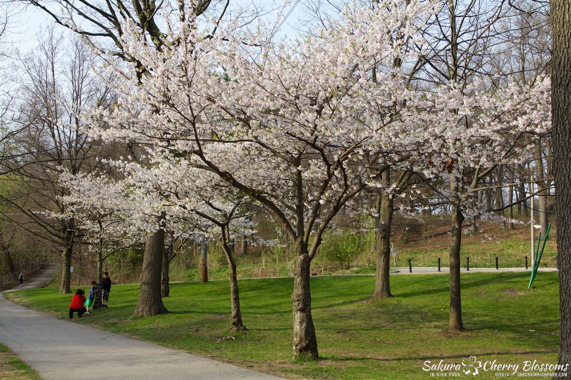 SakuraInHighPark-May1314-363.jpg