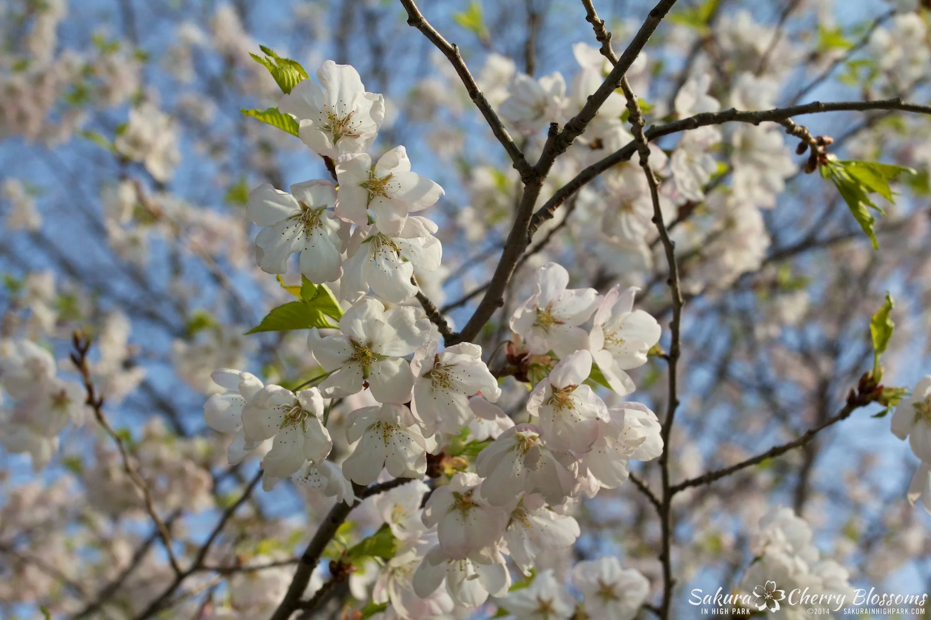 SakuraInHighPark-May1314-352.jpg