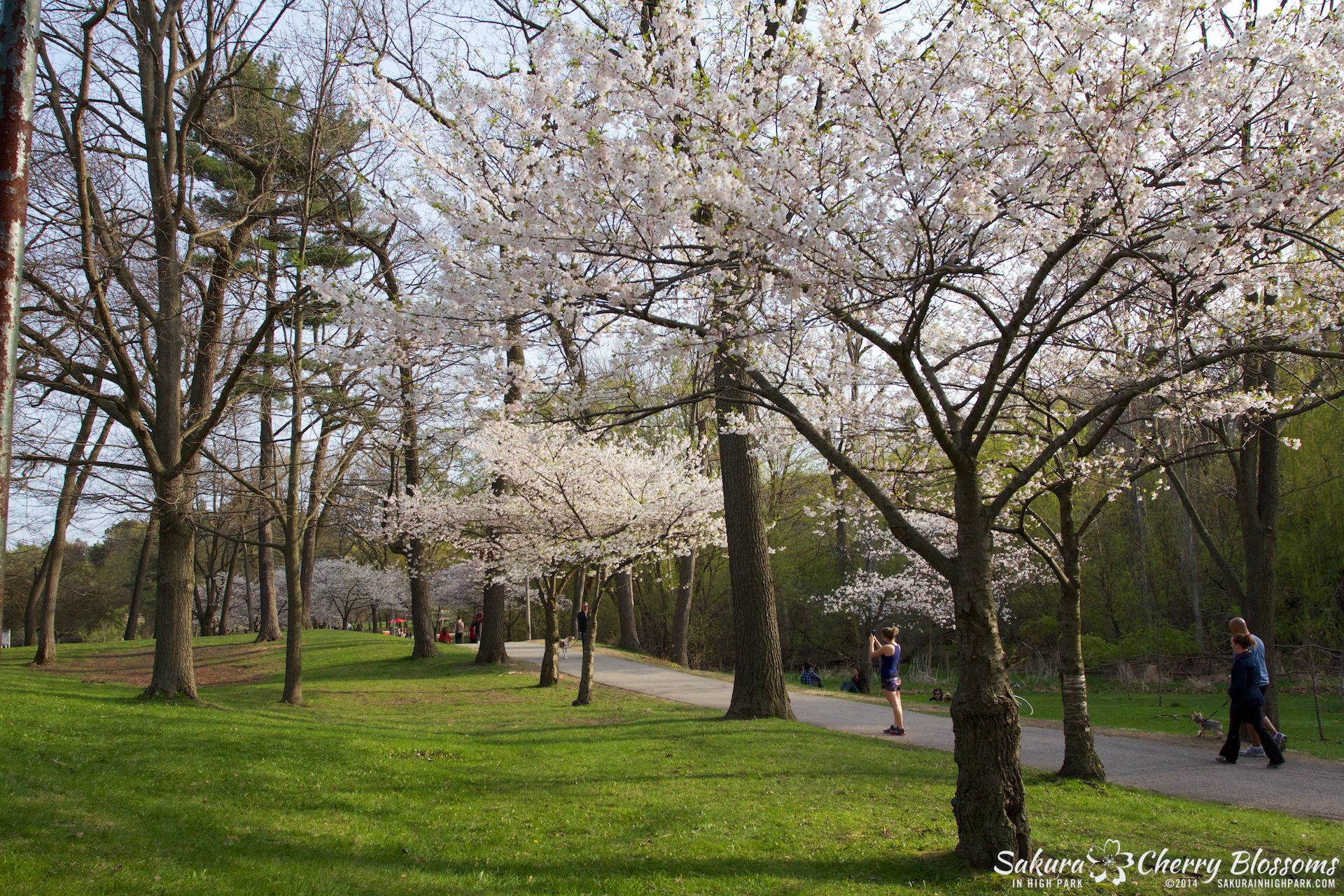 SakuraInHighPark-May1314-343.jpg