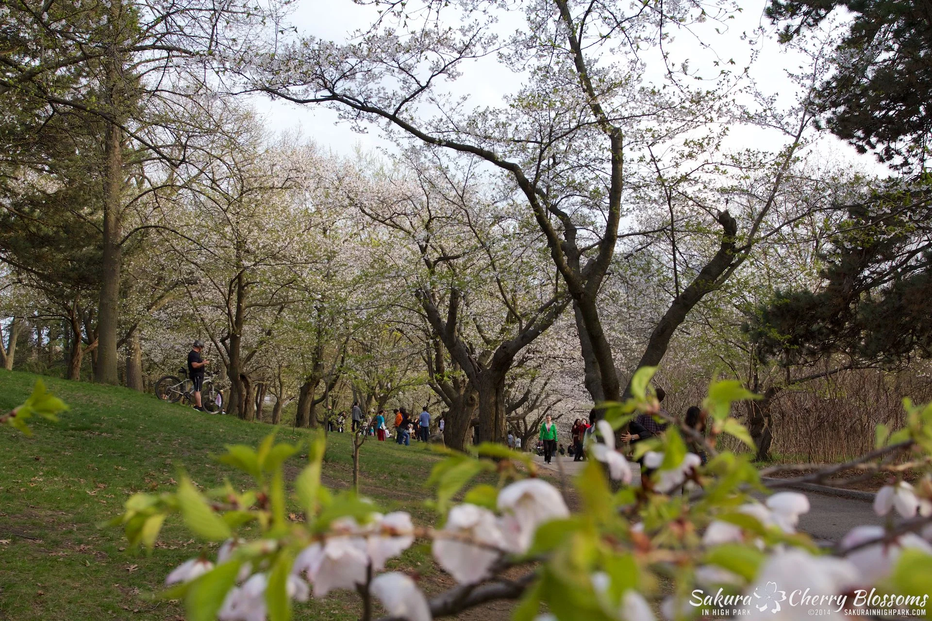 SakuraInHighPark-May1314-493.jpg