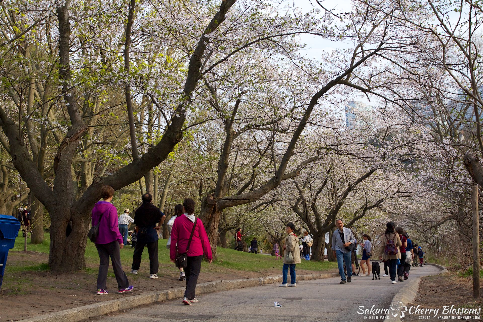 SakuraInHighPark-May1314-480.jpg