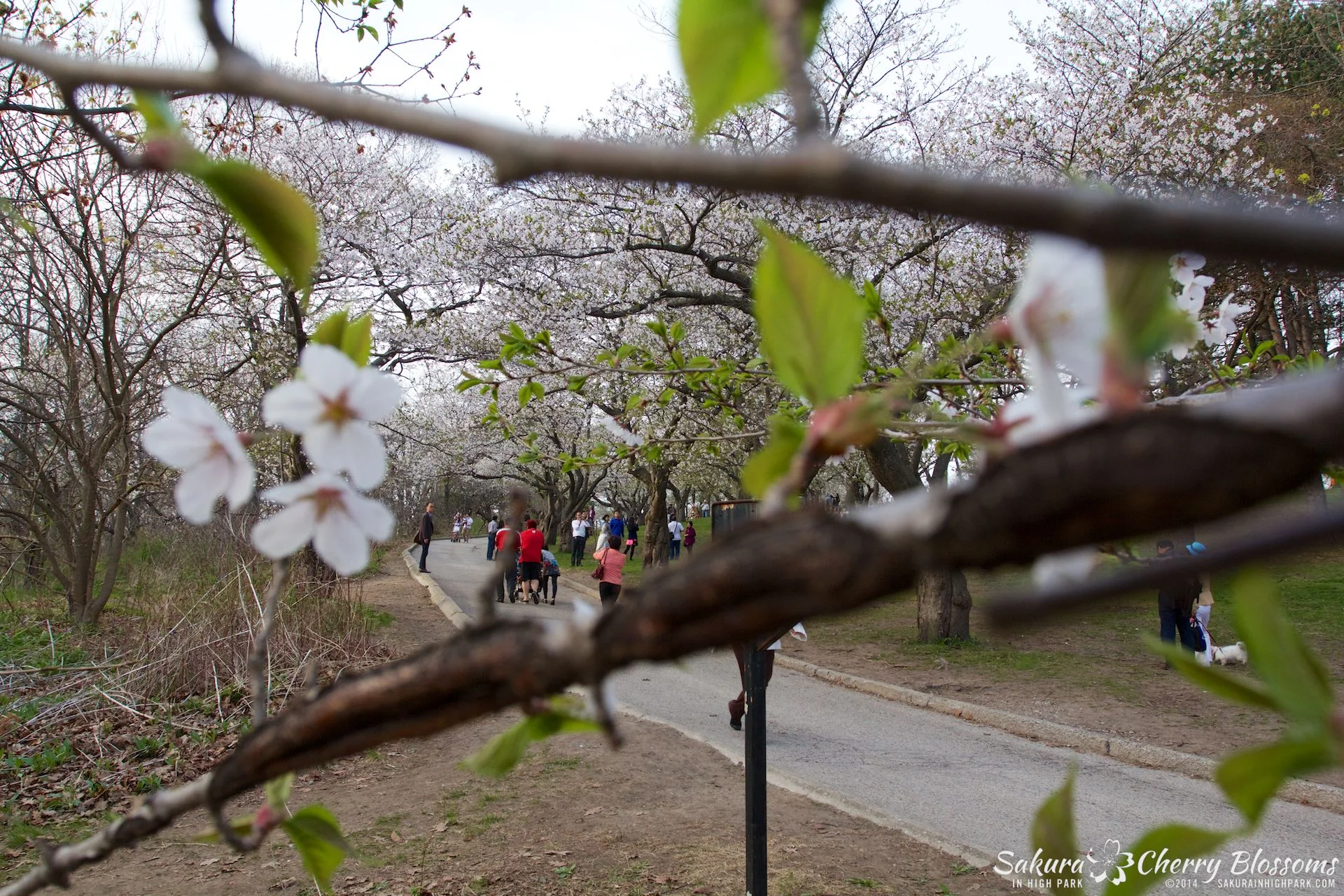 SakuraInHighPark-May1314-470.jpg