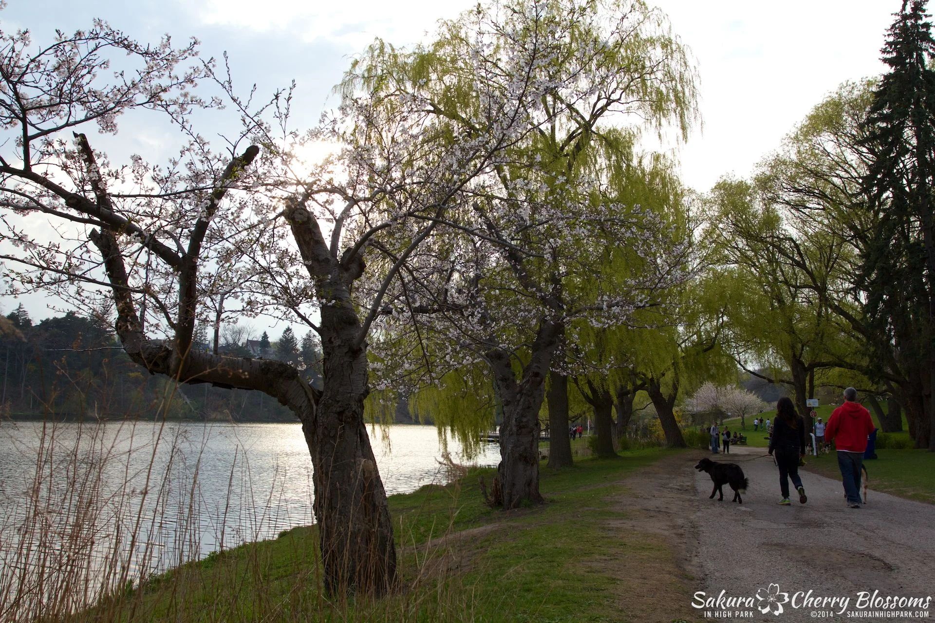 SakuraInHighPark-May1314-423.jpg