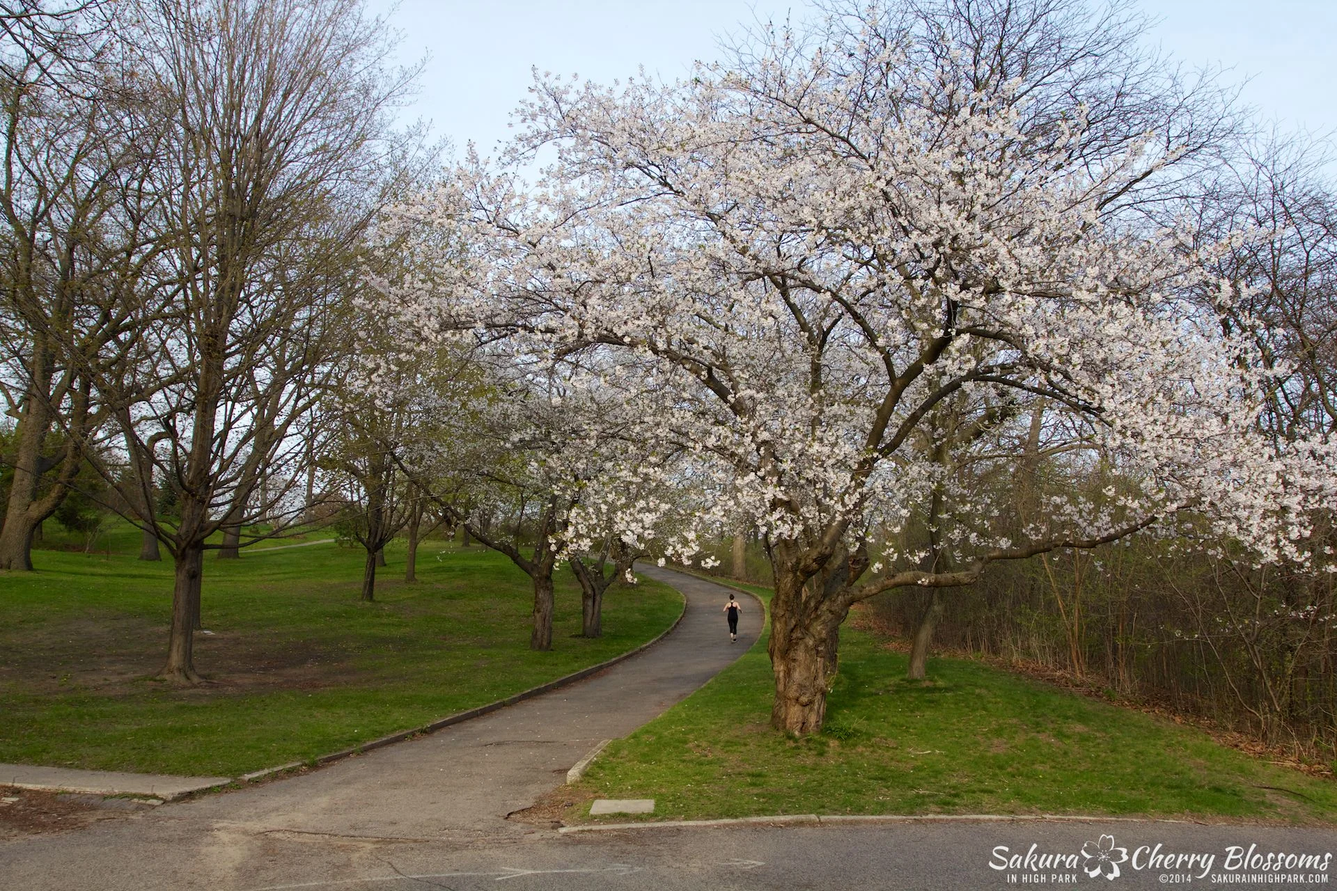 SakuraInHighPark-May1314-414.jpg