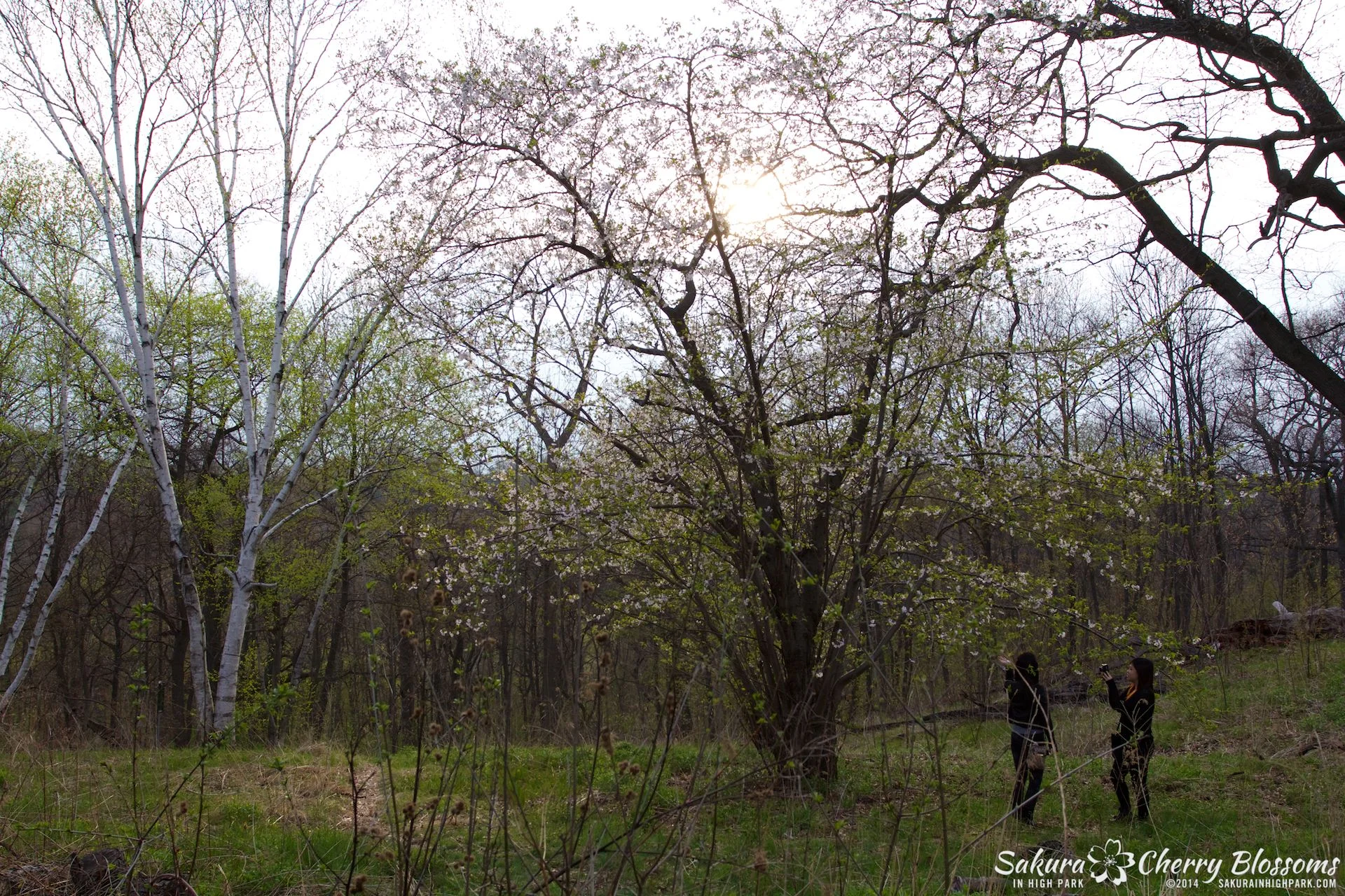 SakuraInHighPark-May1314-511.jpg