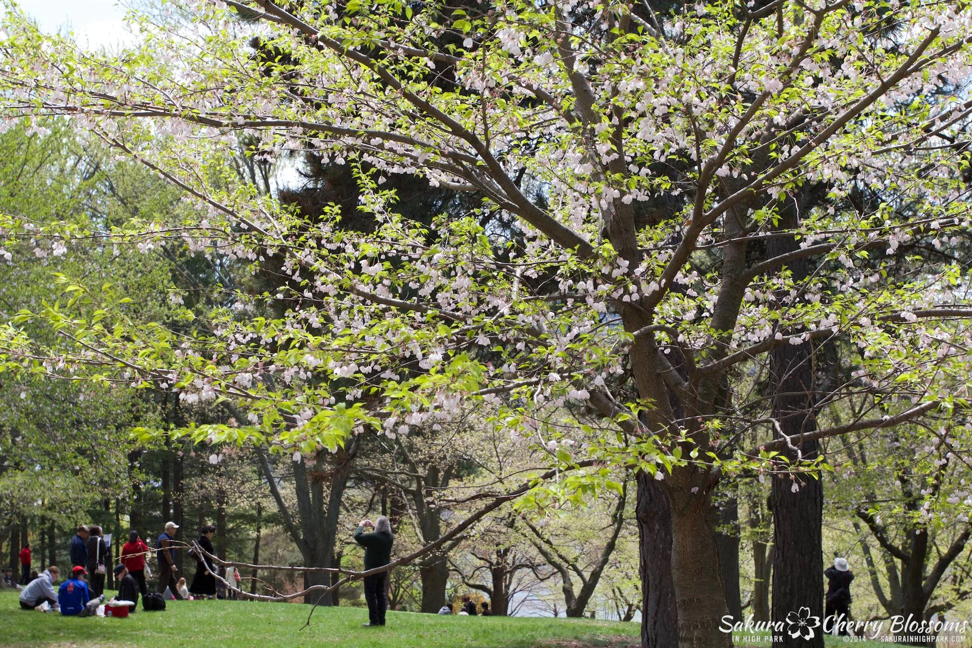 SakuraInHighPark-May1614-495.jpg