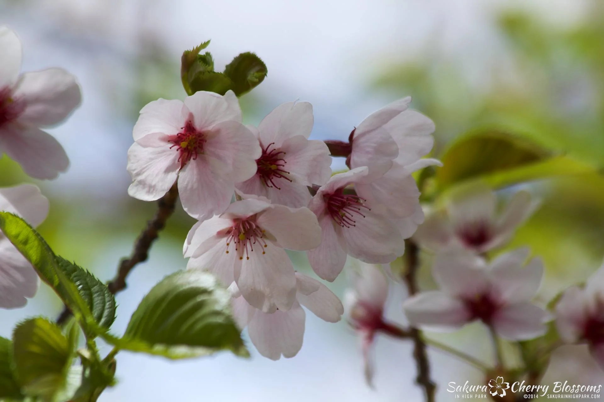 SakuraInHighPark-May1614-547.jpg