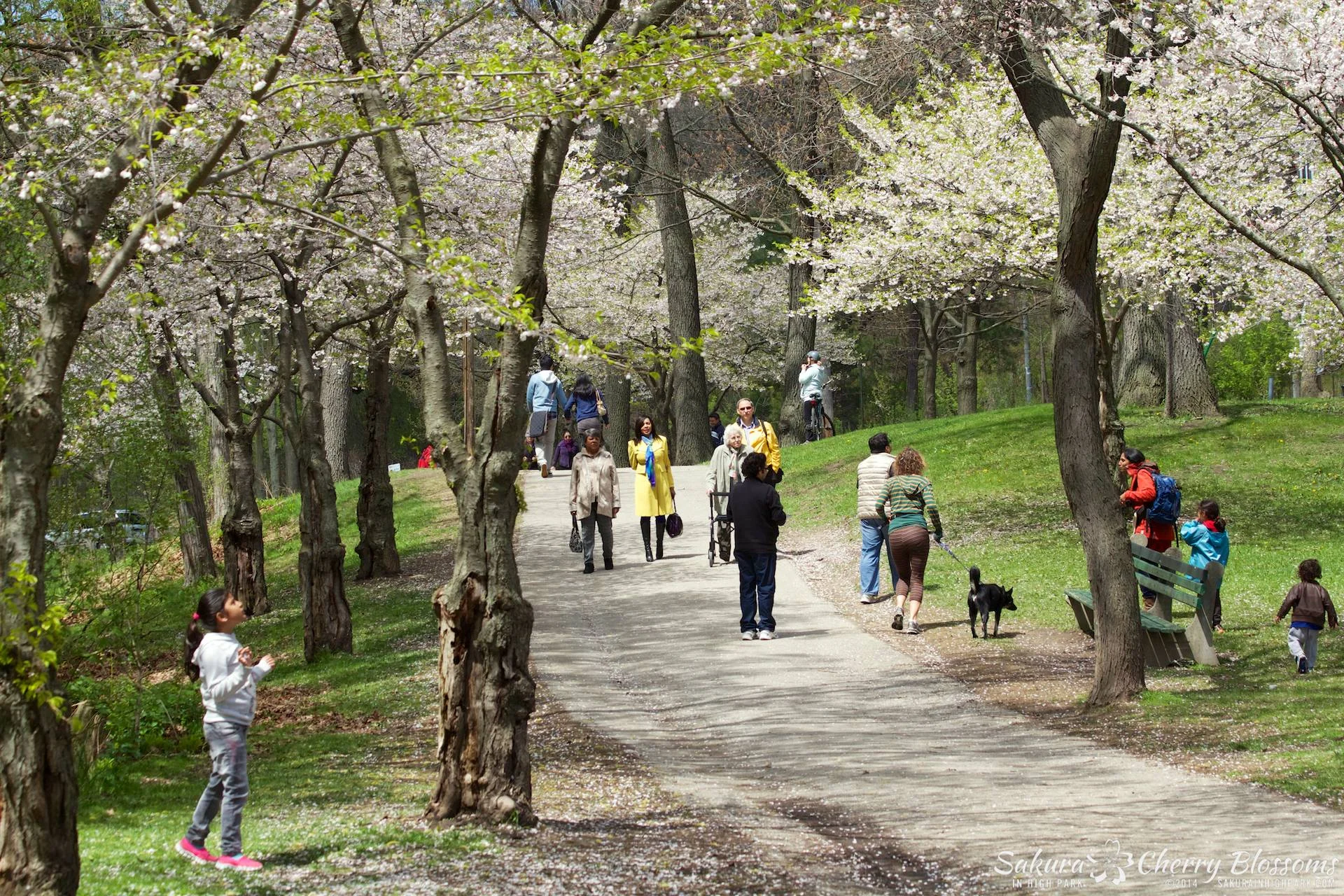 SakuraInHighPark-May1614-643.jpg