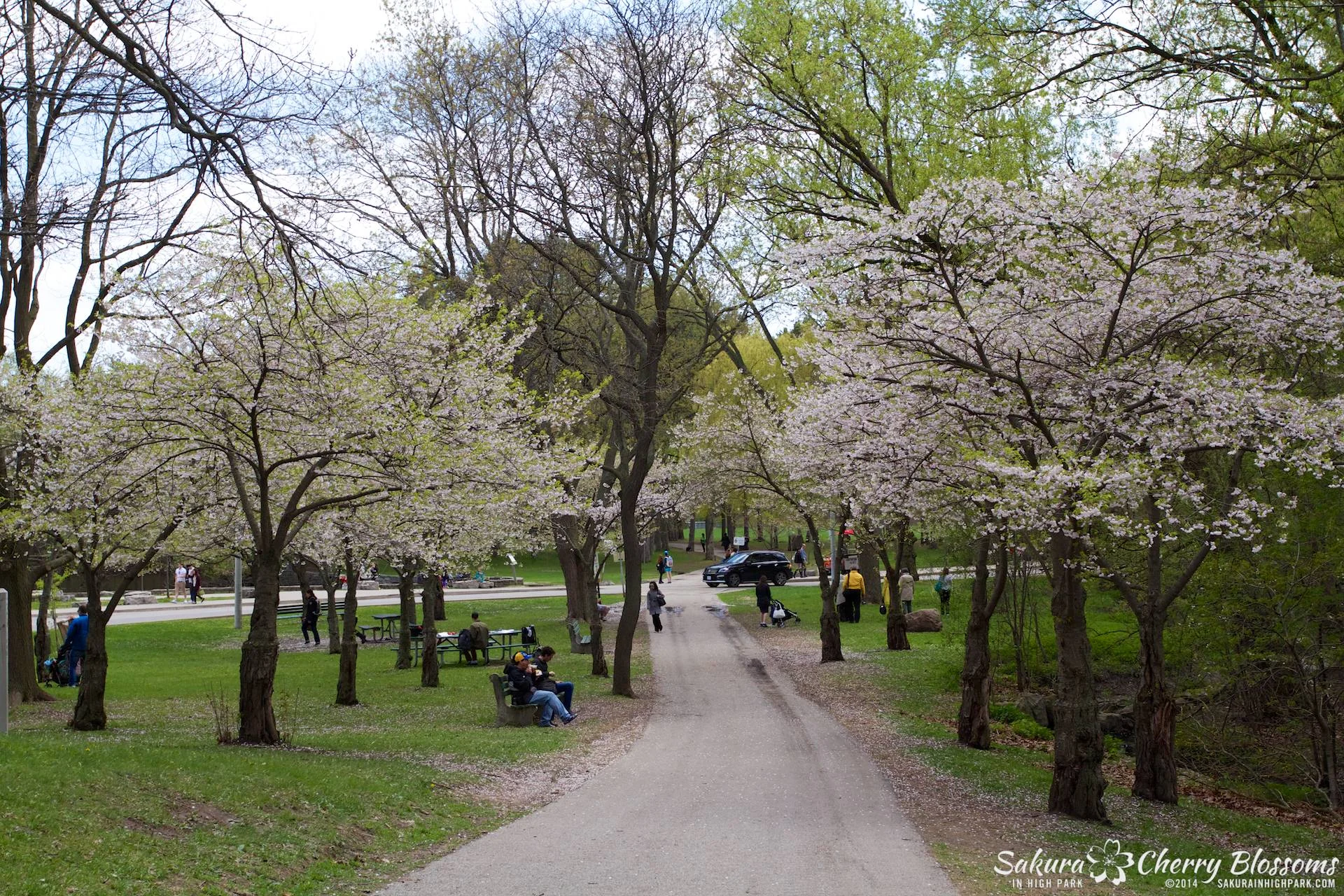 SakuraInHighPark-May1614-658.jpg