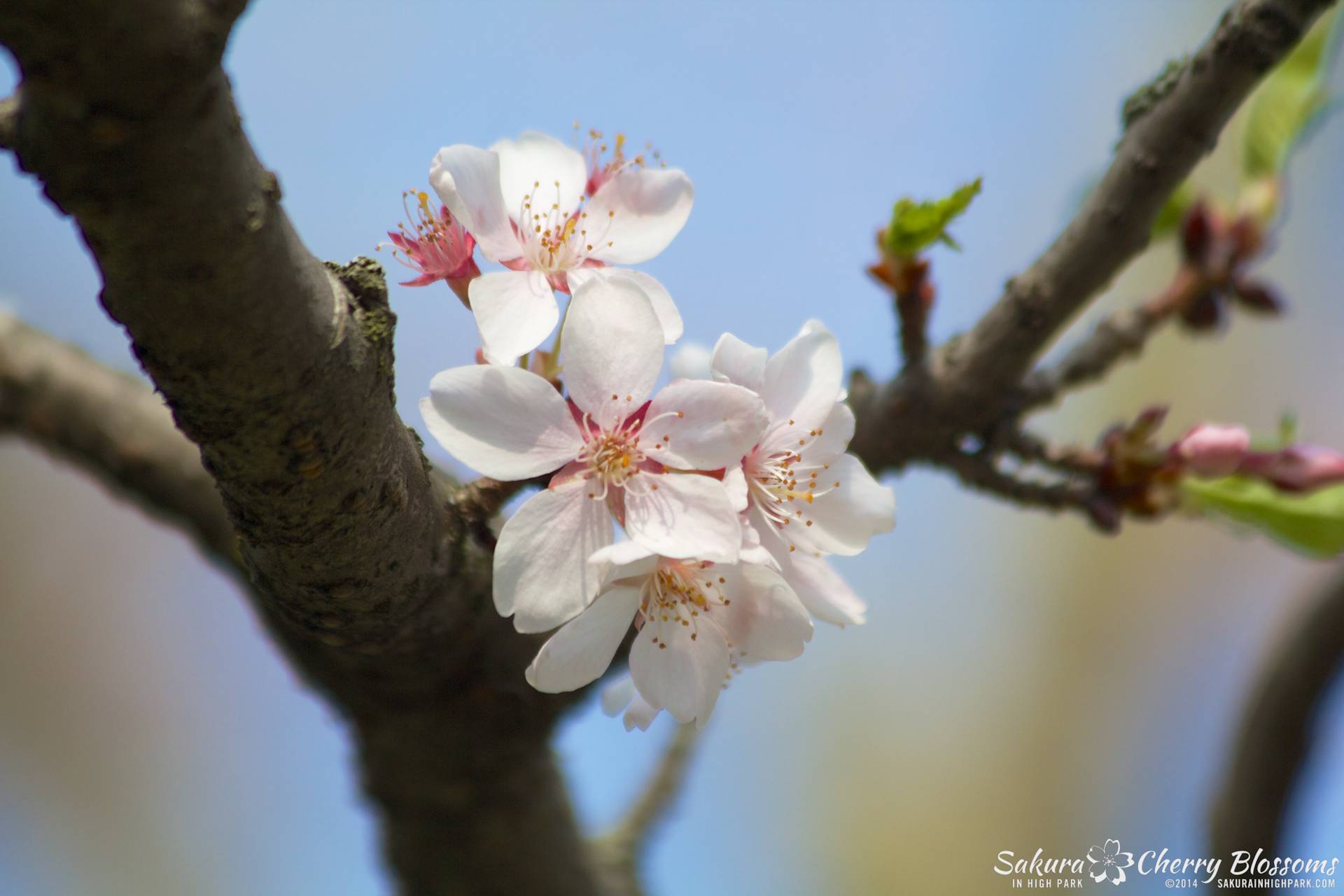SakuraInHighPark-May2114-412.jpg