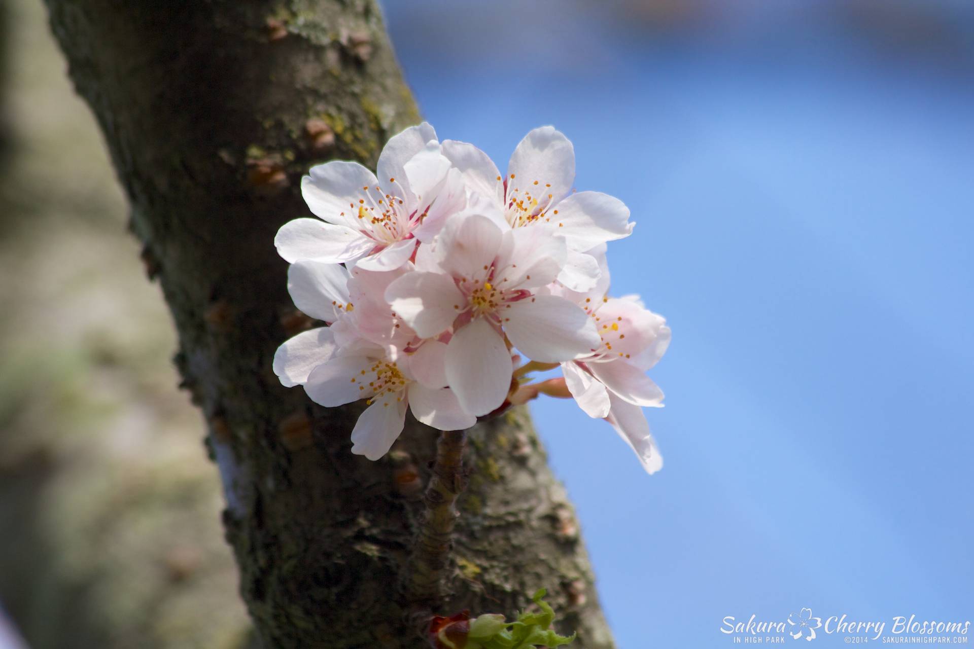 SakuraInHighPark-May2114-425.jpg