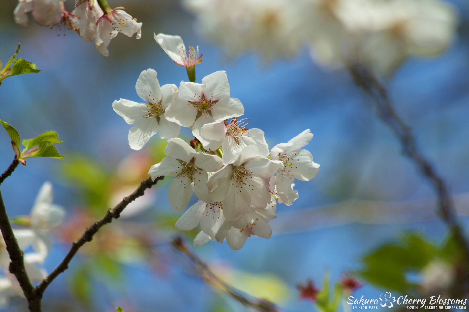 SakuraInHighPark-May2114-447.jpg
