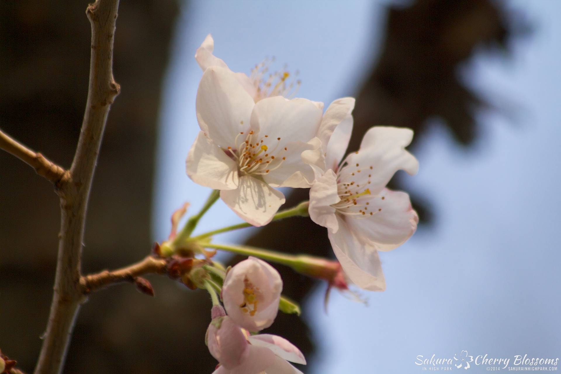 SakuraInHighPark-May2114-474.jpg