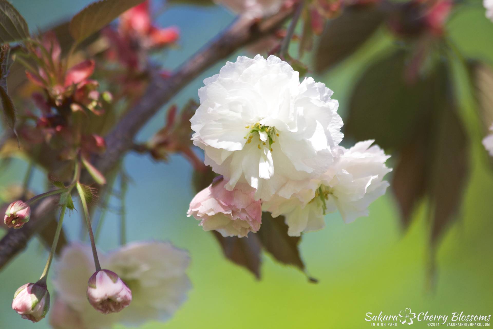 SakuraInHighPark-May2414-472.jpg