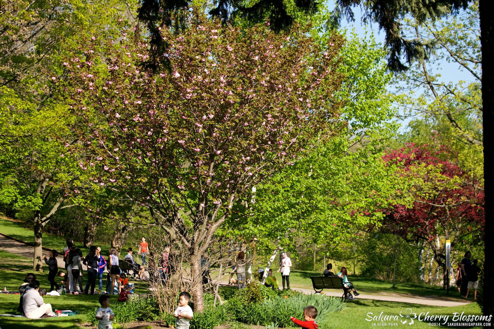 SakuraInHighPark-May2414-499.jpg