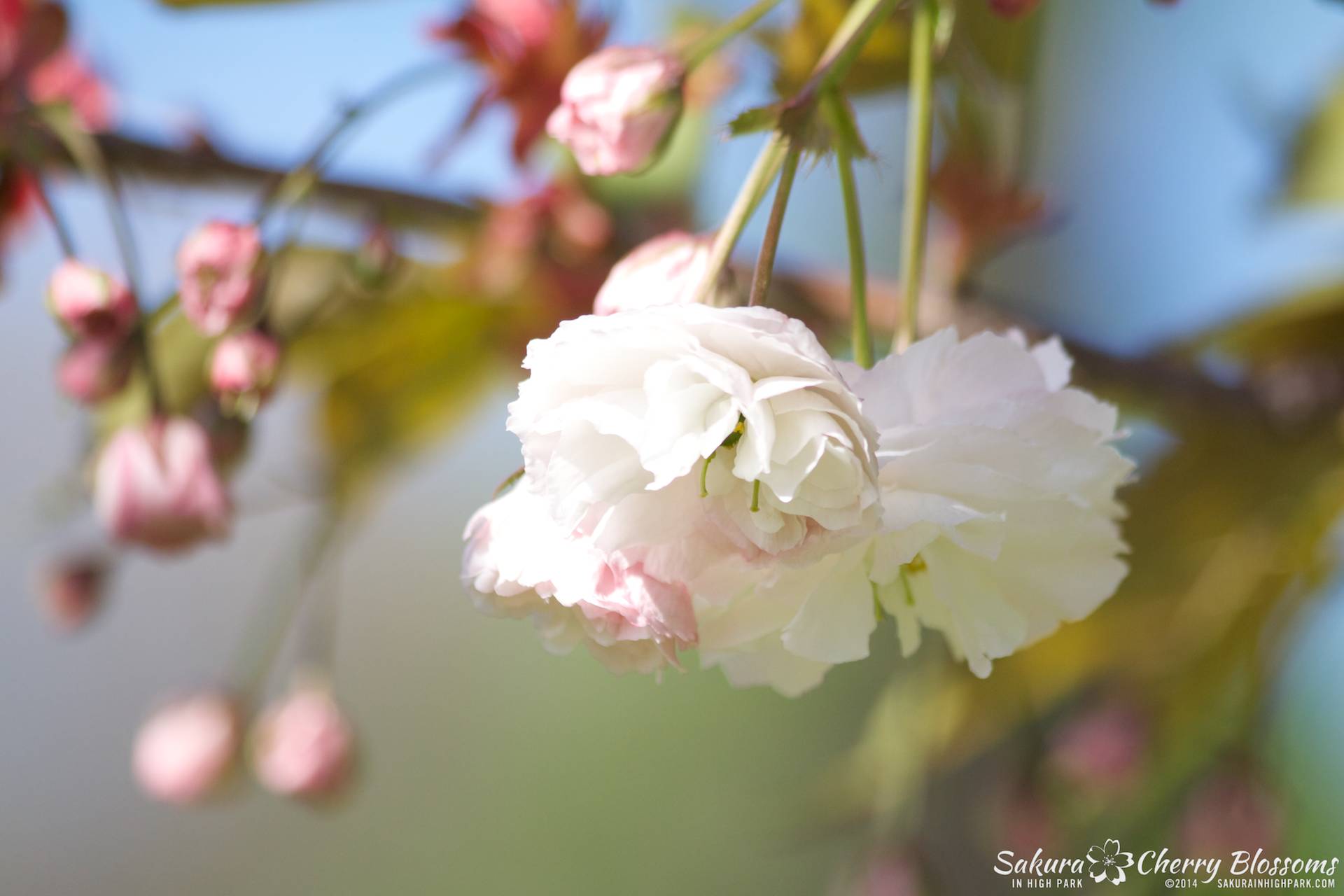 SakuraInHighPark-May2414-447.jpg