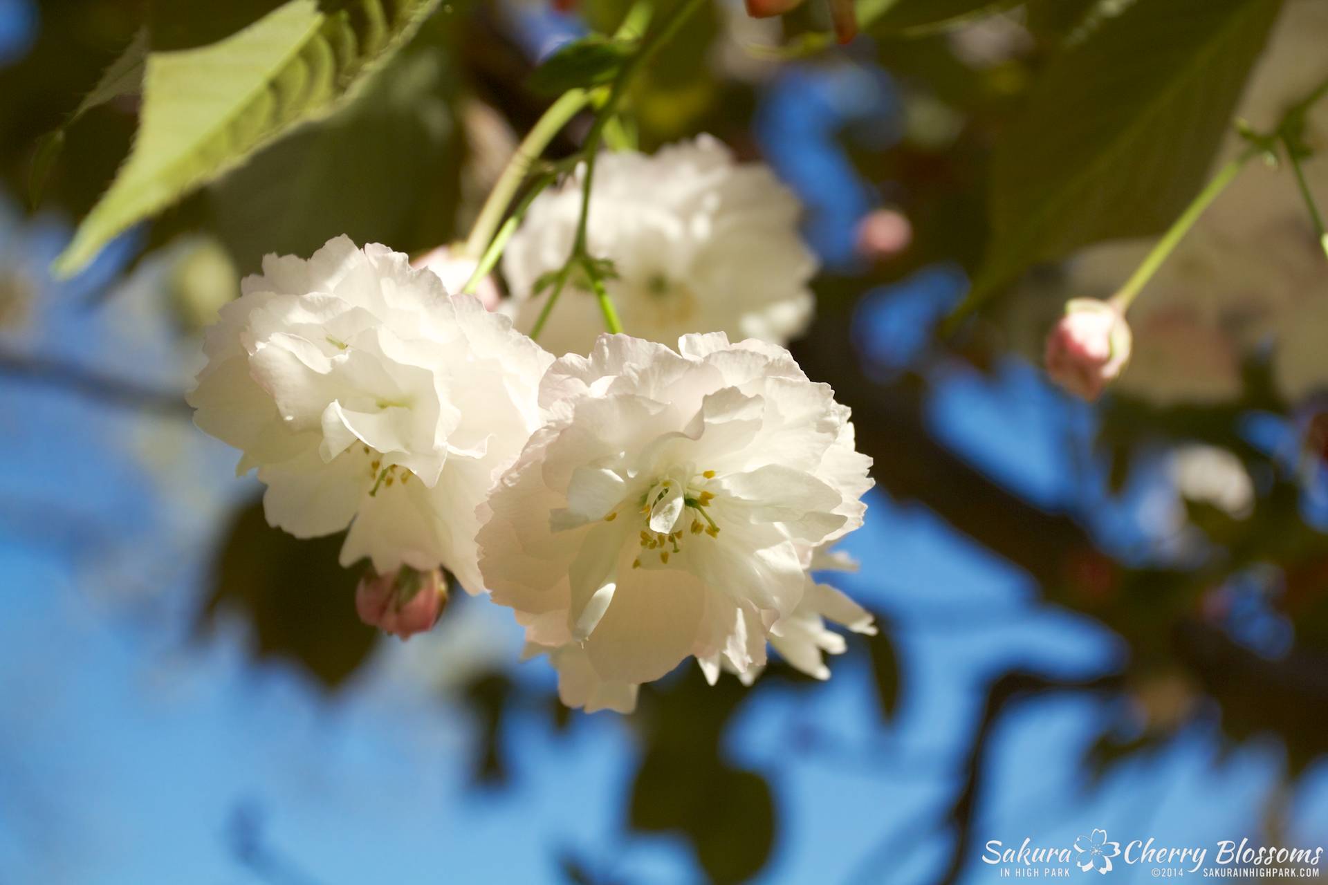 SakuraInHighPark-May2414-389.jpg