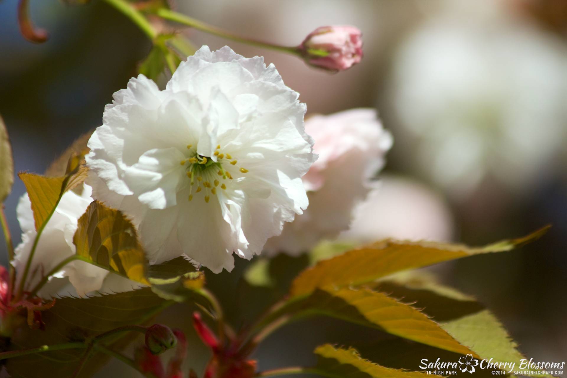 SakuraInHighPark-May2414-377.jpg