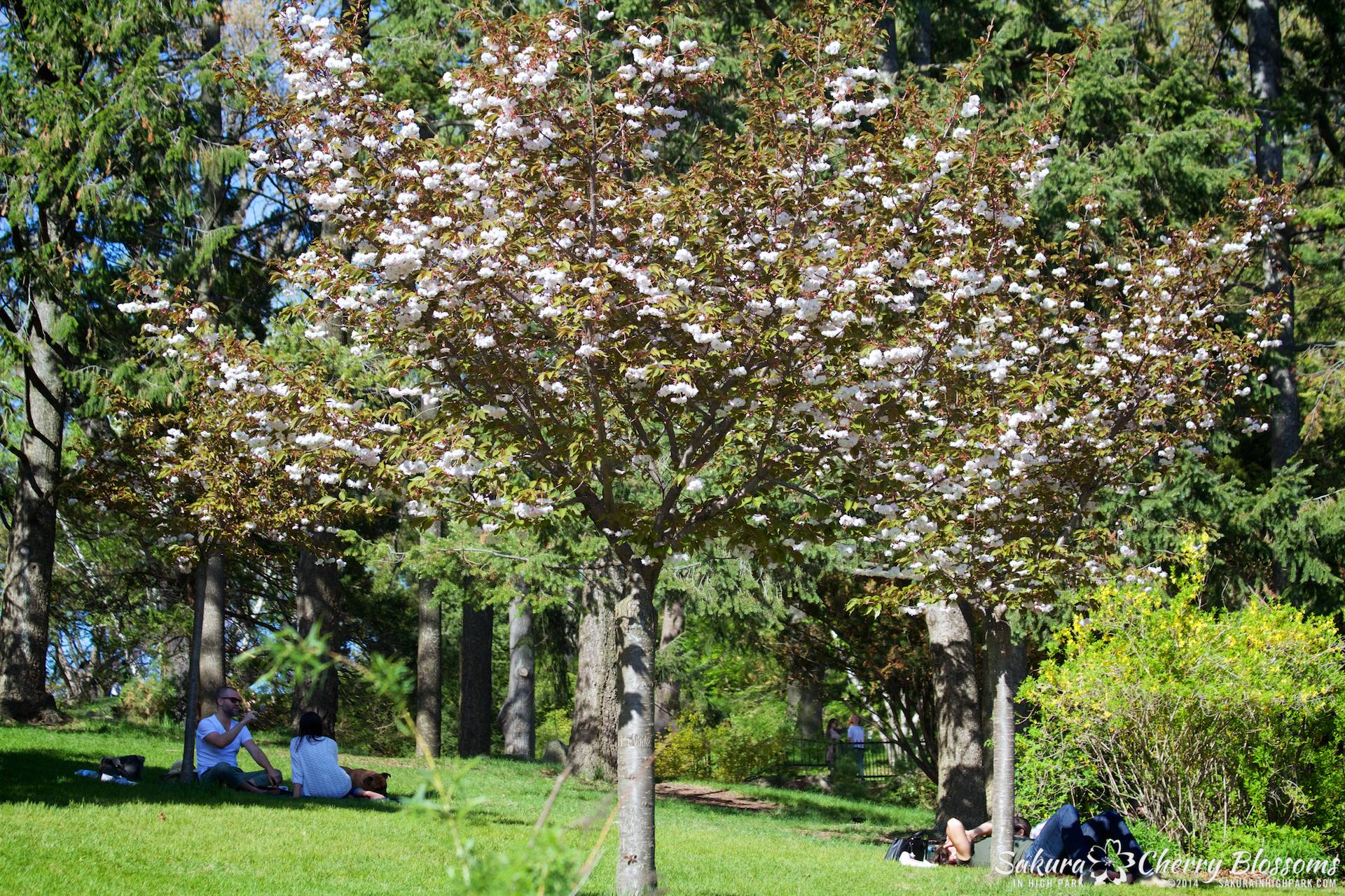 SakuraInHighPark-May2414-367.jpg