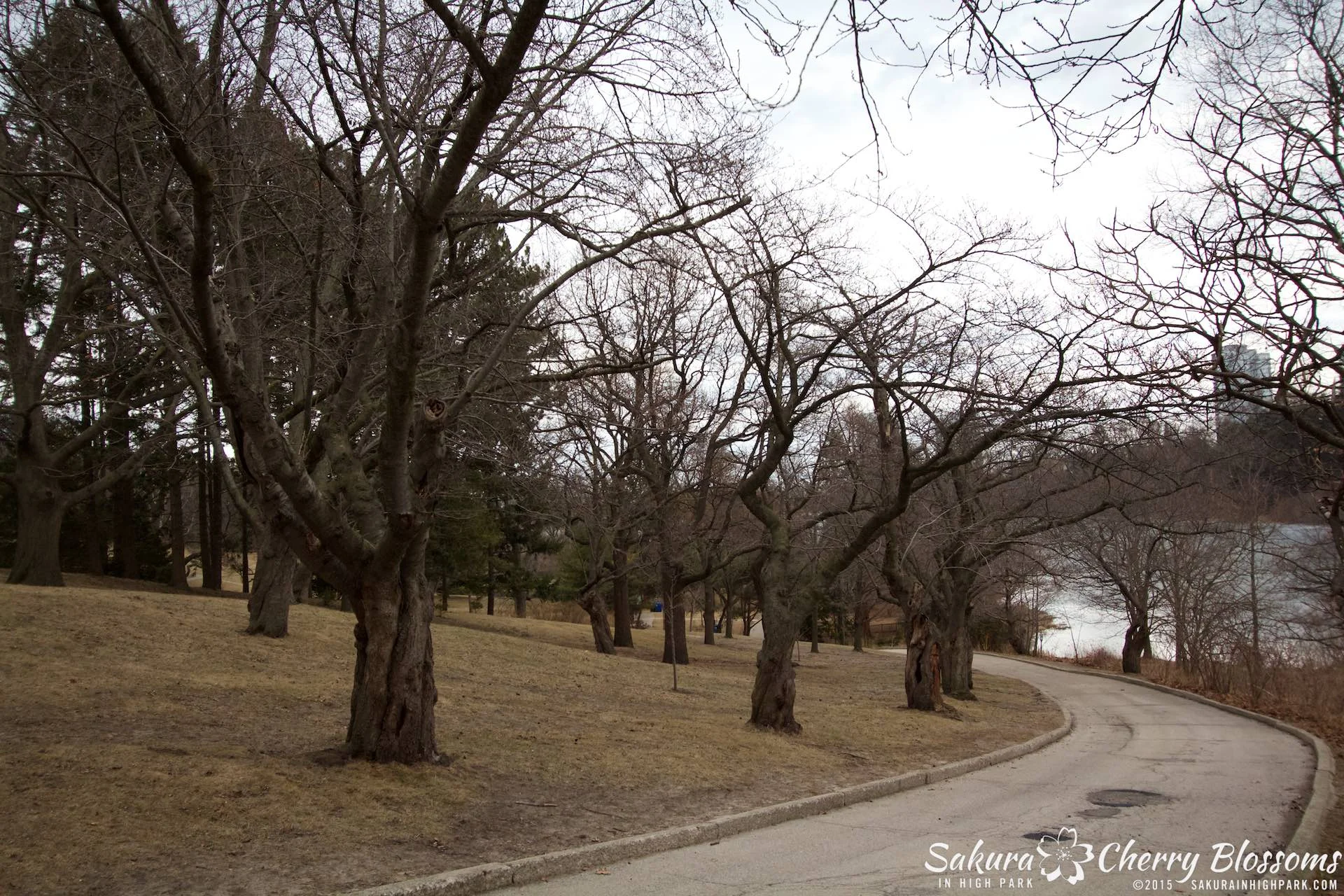 SakurainHighPark-Apr215-1966.jpg