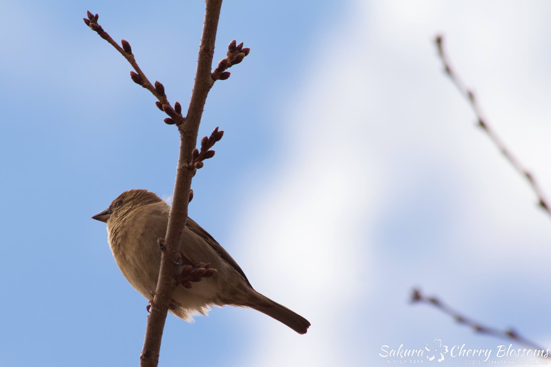 SakurainHighPark-Apr1115-1911.jpg