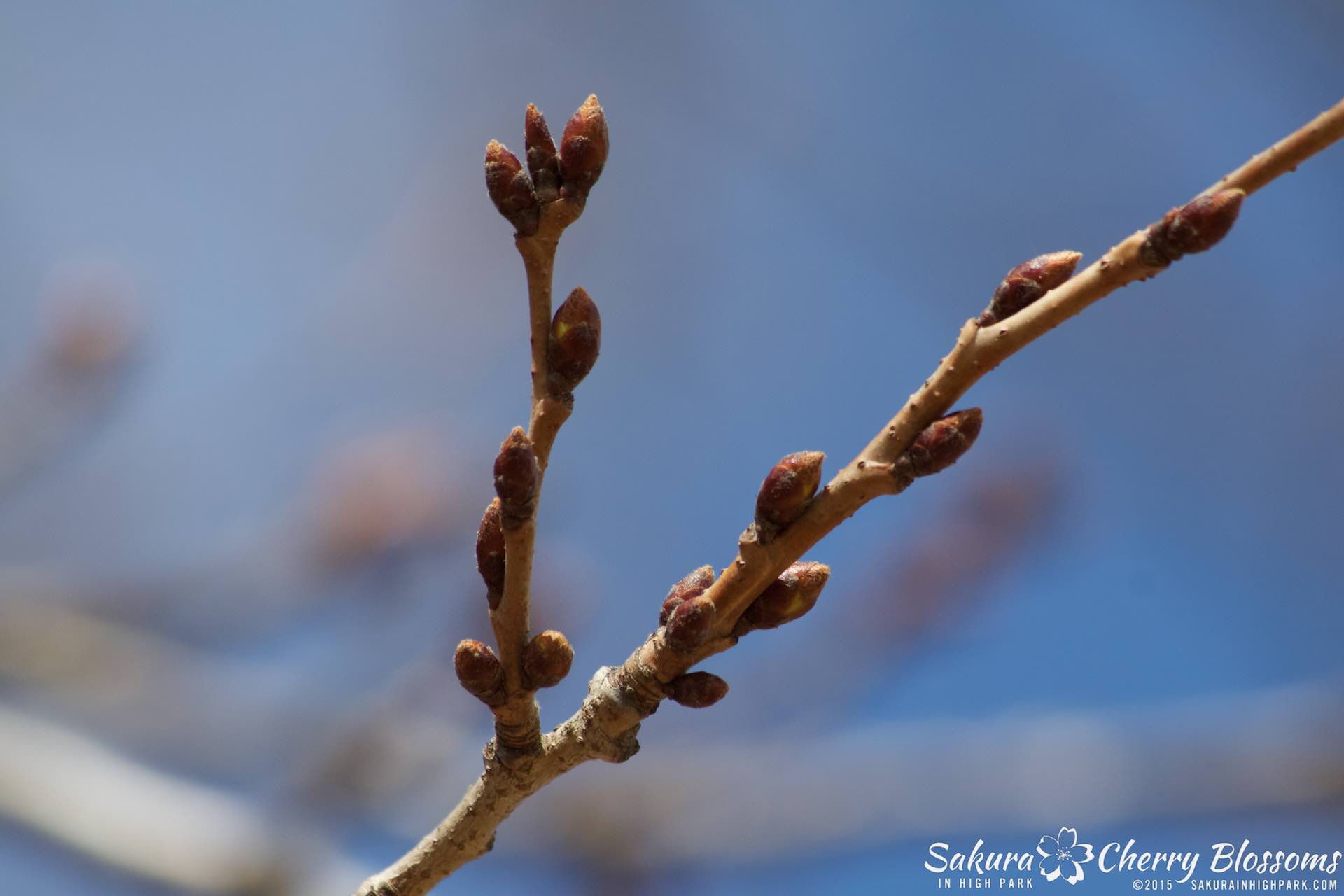 SakurainHighPark-Apr1115-1921.jpg