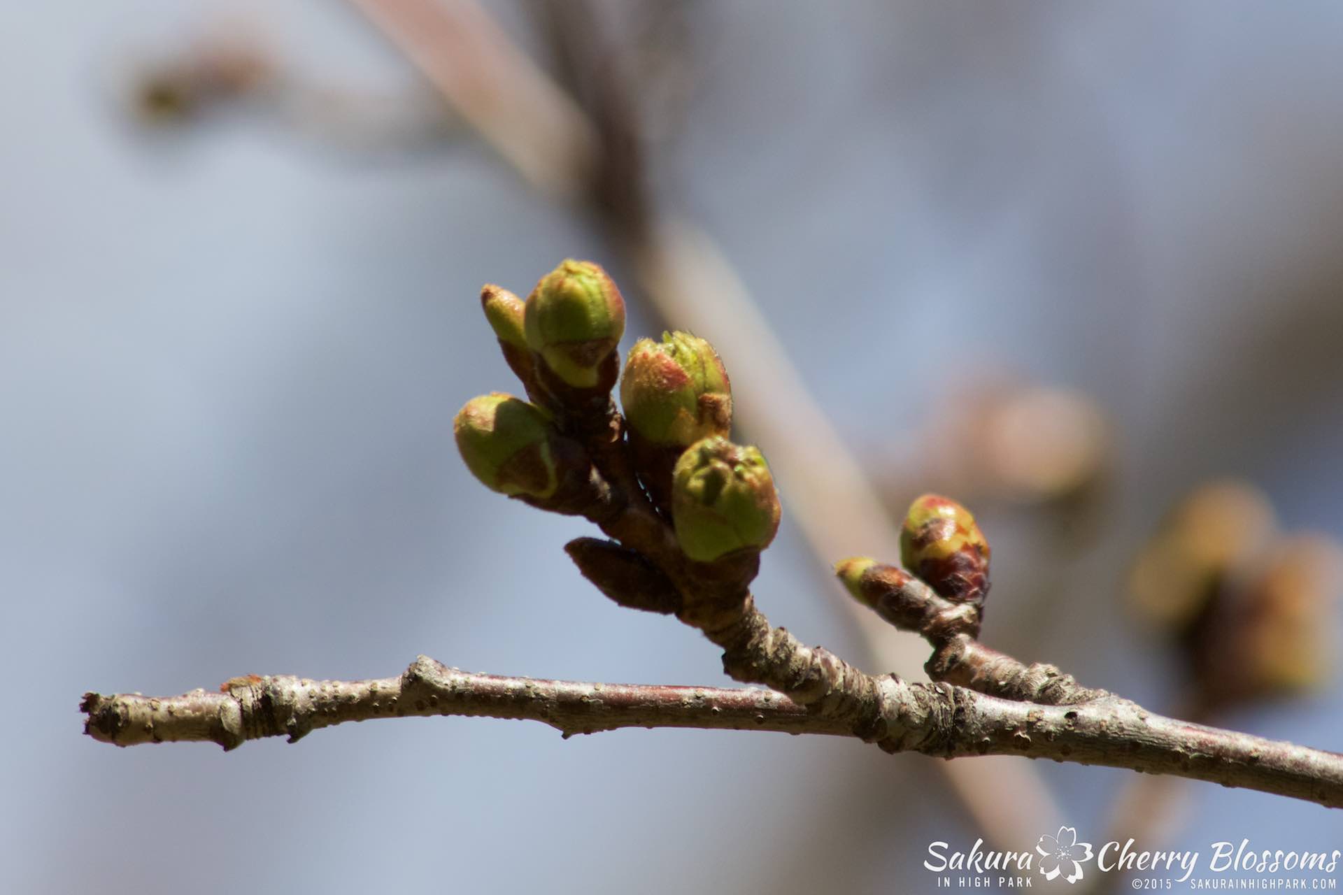 SakurainHighPark-Apr2515-1924.jpg