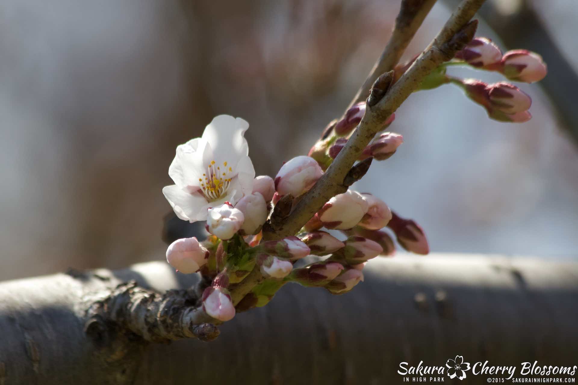 SakurainHighPark-May215-1939.jpg