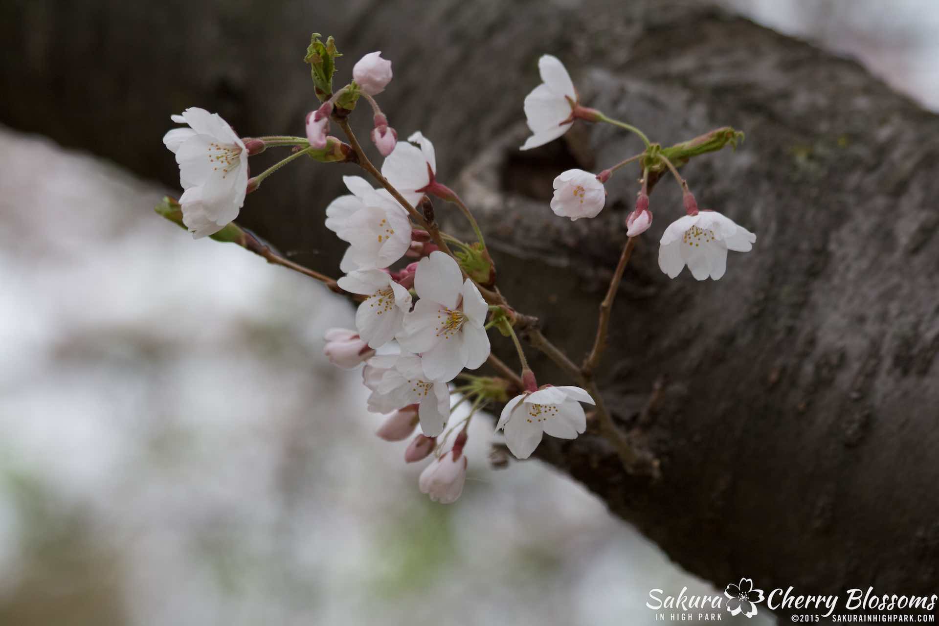 SakurainHighPark-May515-1944.jpg