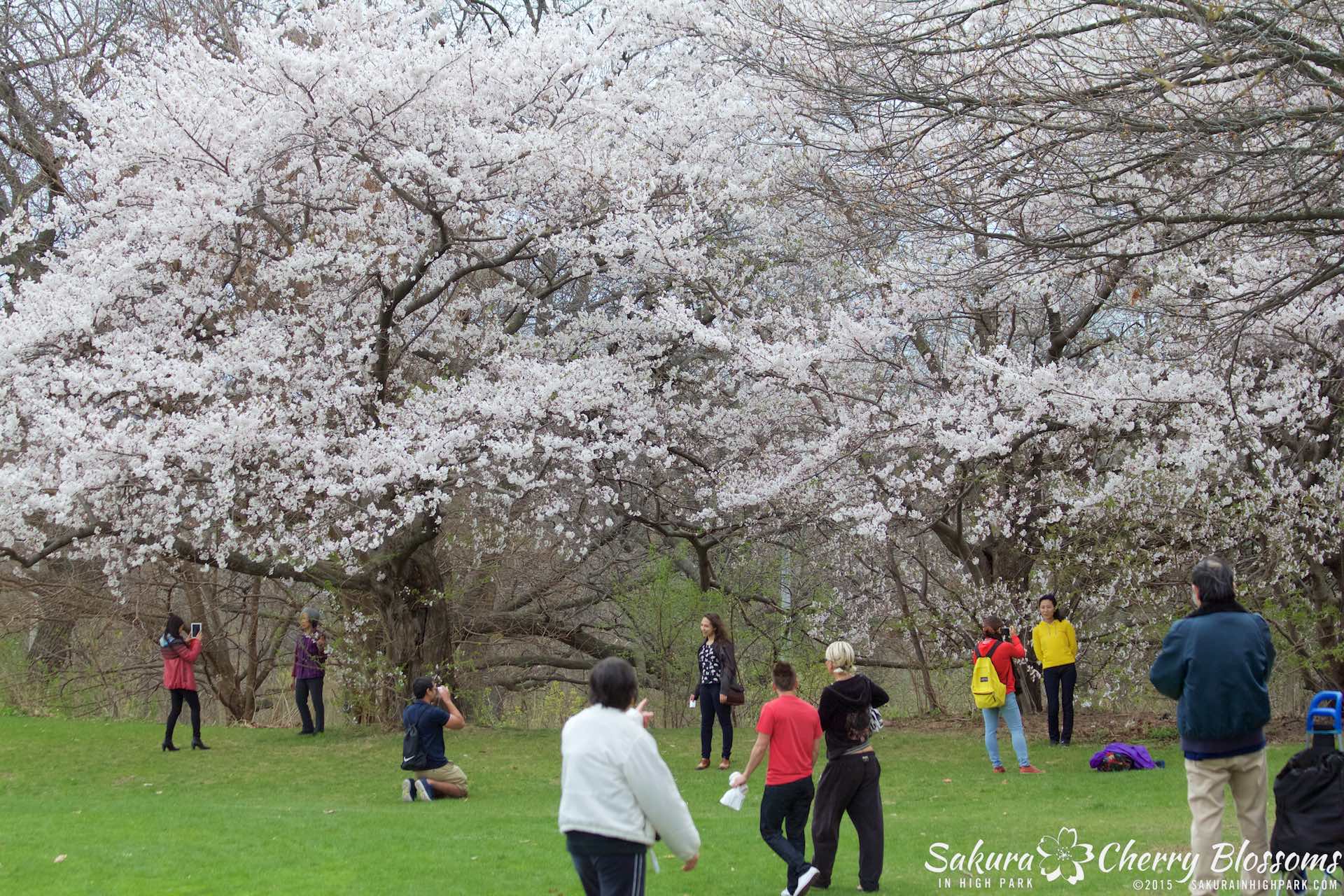 SakurainHighPark-May515-1934.jpg