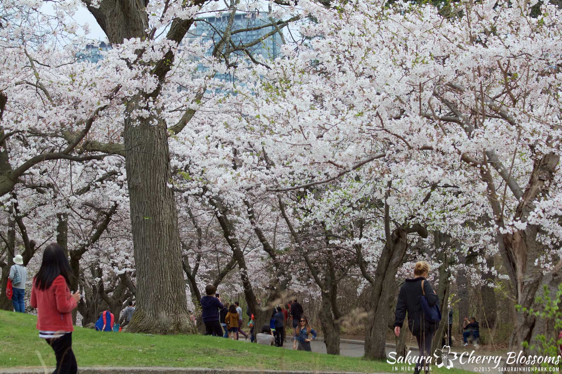 SakurainHighPark-May515-2008.jpg