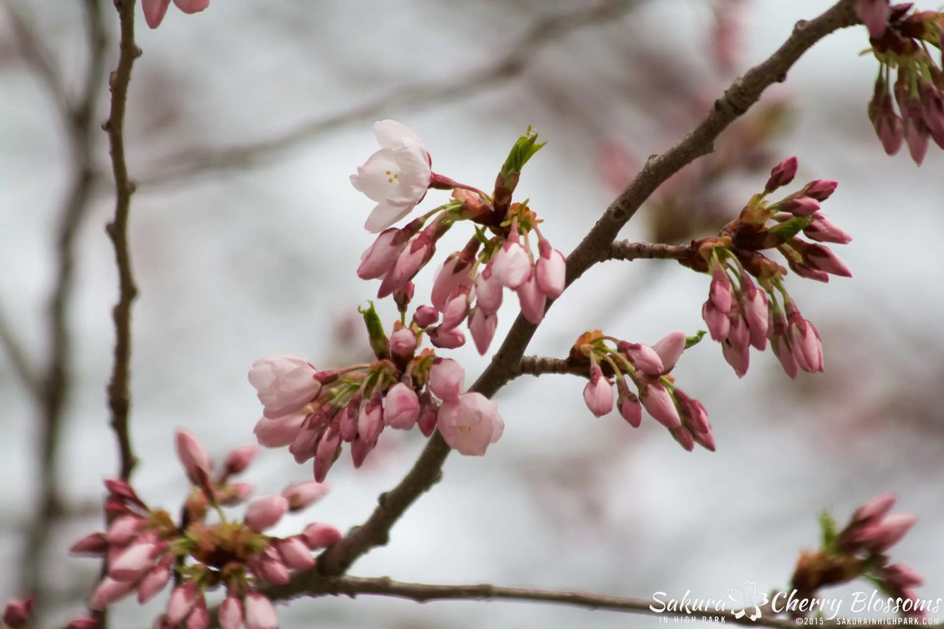 SakurainHighPark-May515-2050.jpg